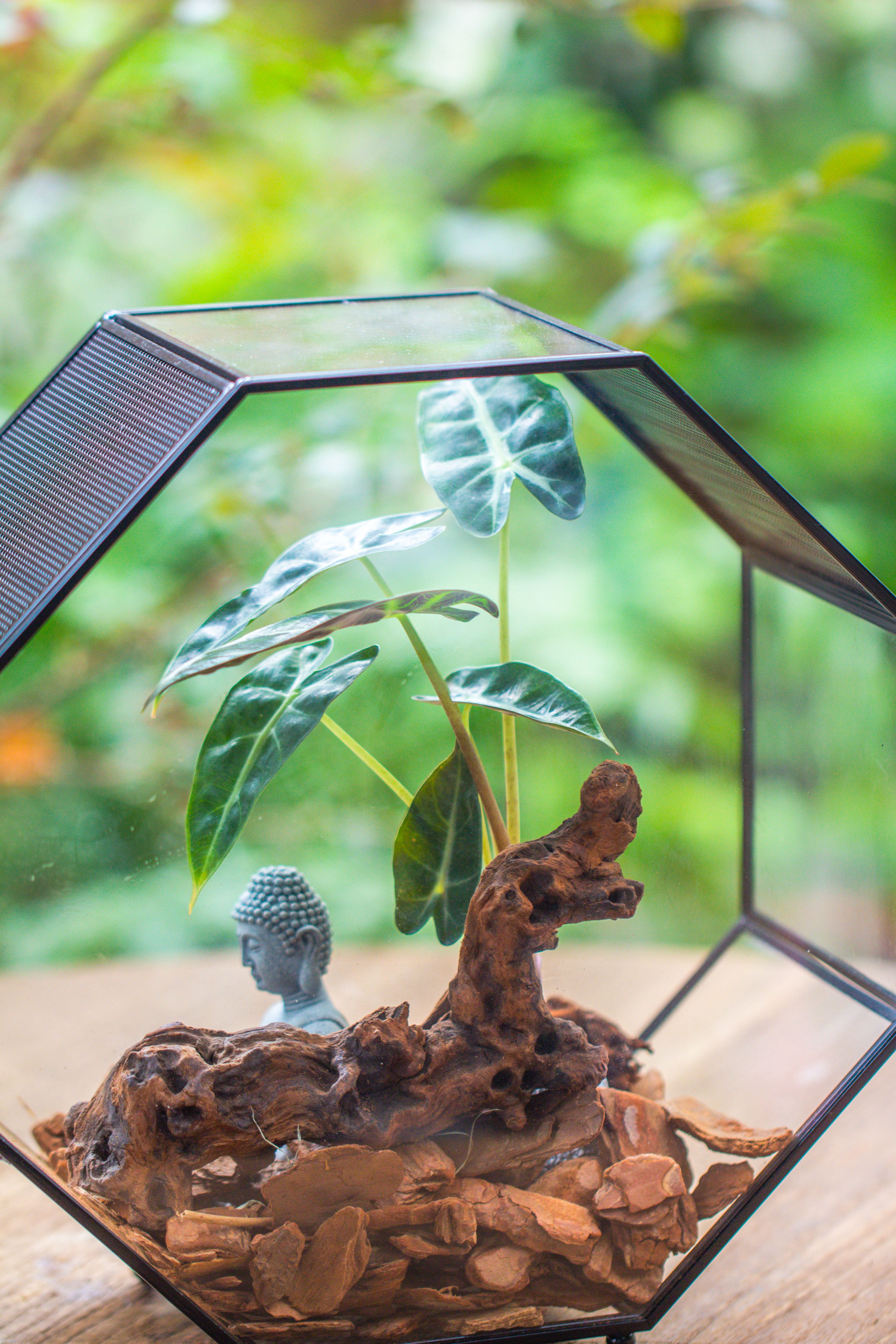 Handmade Octagon Glass Geometric Terrarium with Side Vent, Spider Terrarium, Jumping Spider/Snail Terrarium, Jumping Spider Enclosure - NCYPgarden