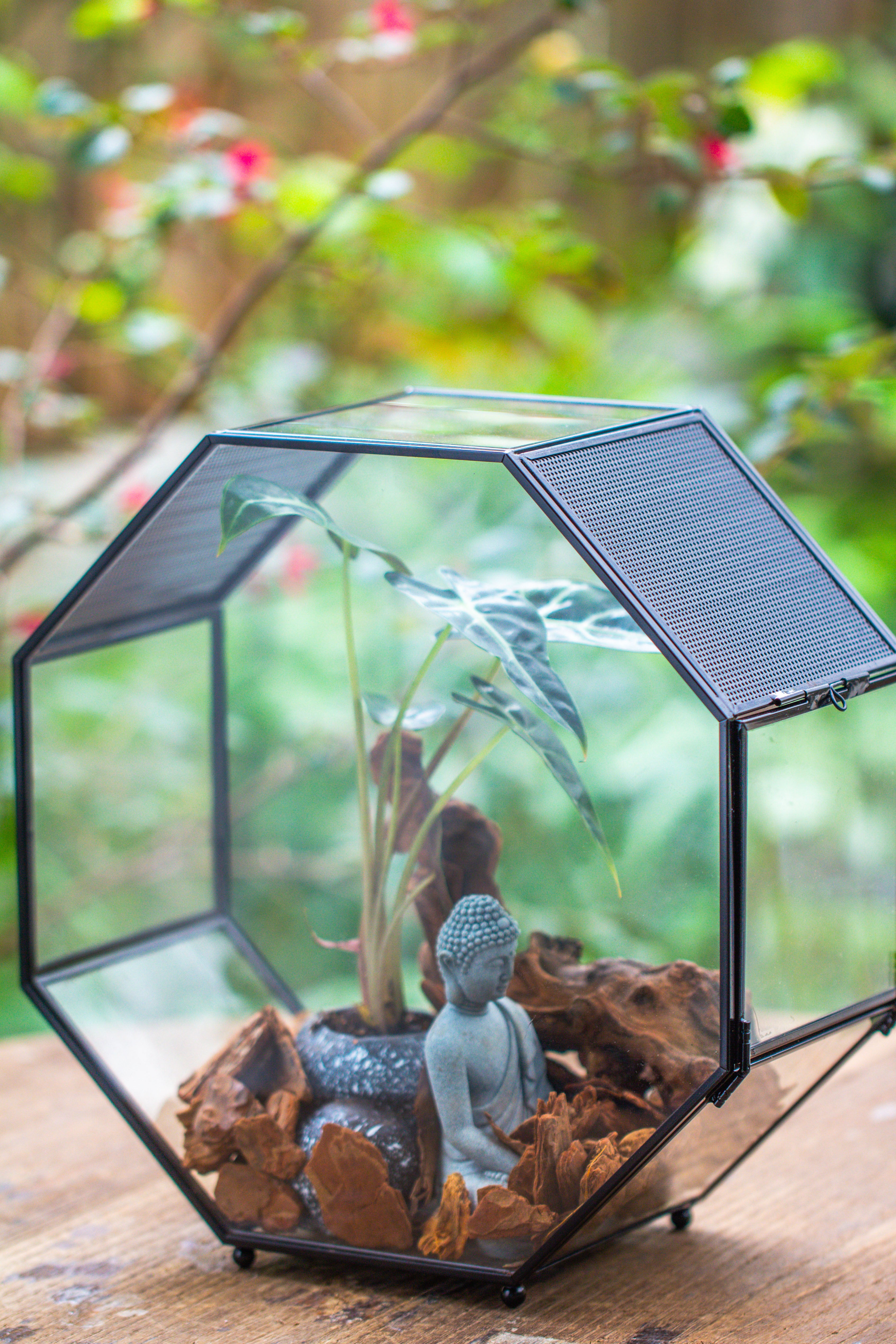 Handmade Octagon Glass Geometric Terrarium with Side Vent, Spider Terrarium, Jumping Spider/Snail Terrarium, Jumping Spider Enclosure - NCYPgarden