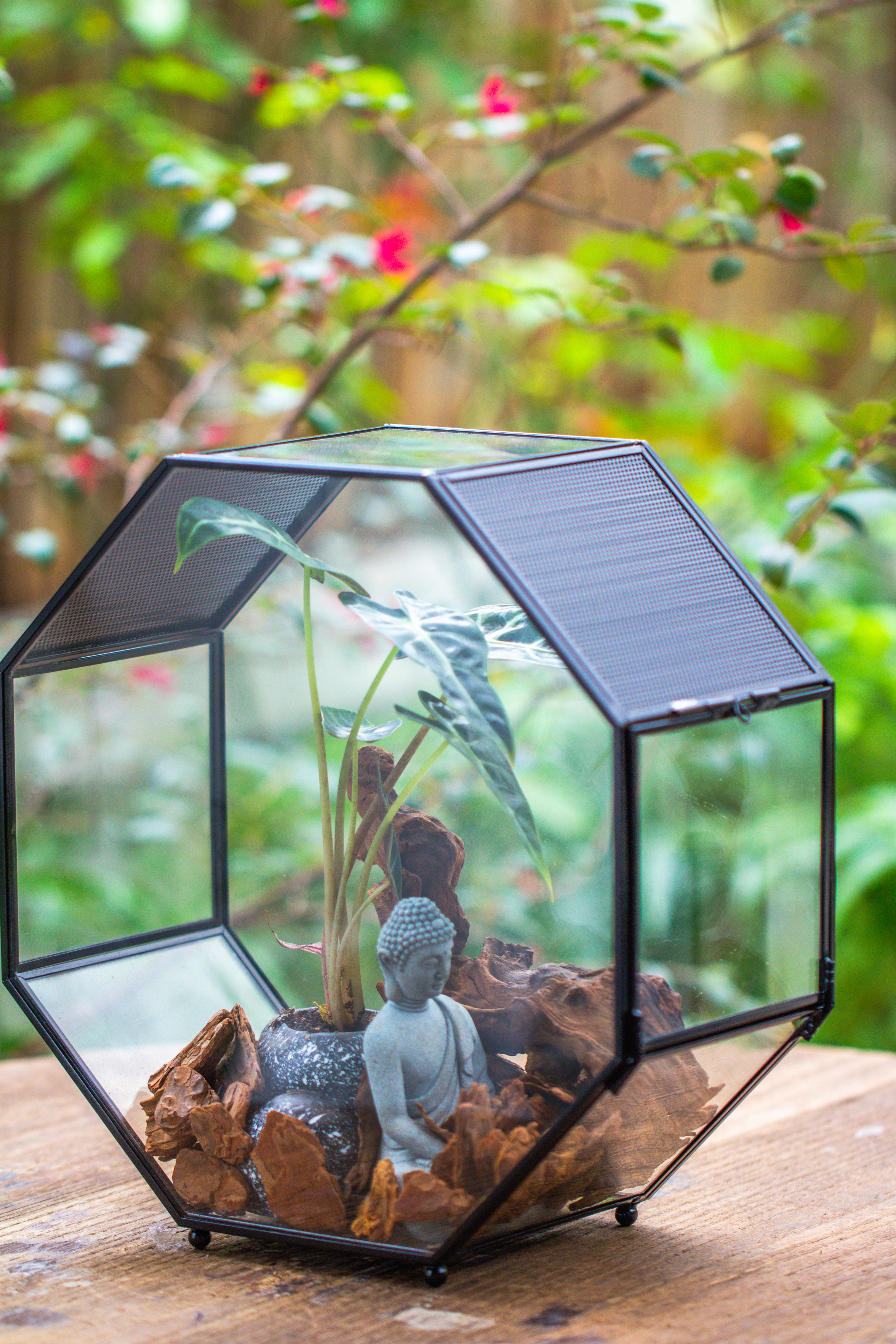 Handmade Octagon Glass Geometric Terrarium with Side Vent, Spider Terrarium, Jumping Spider/Snail Terrarium, Jumping Spider Enclosure - NCYPgarden