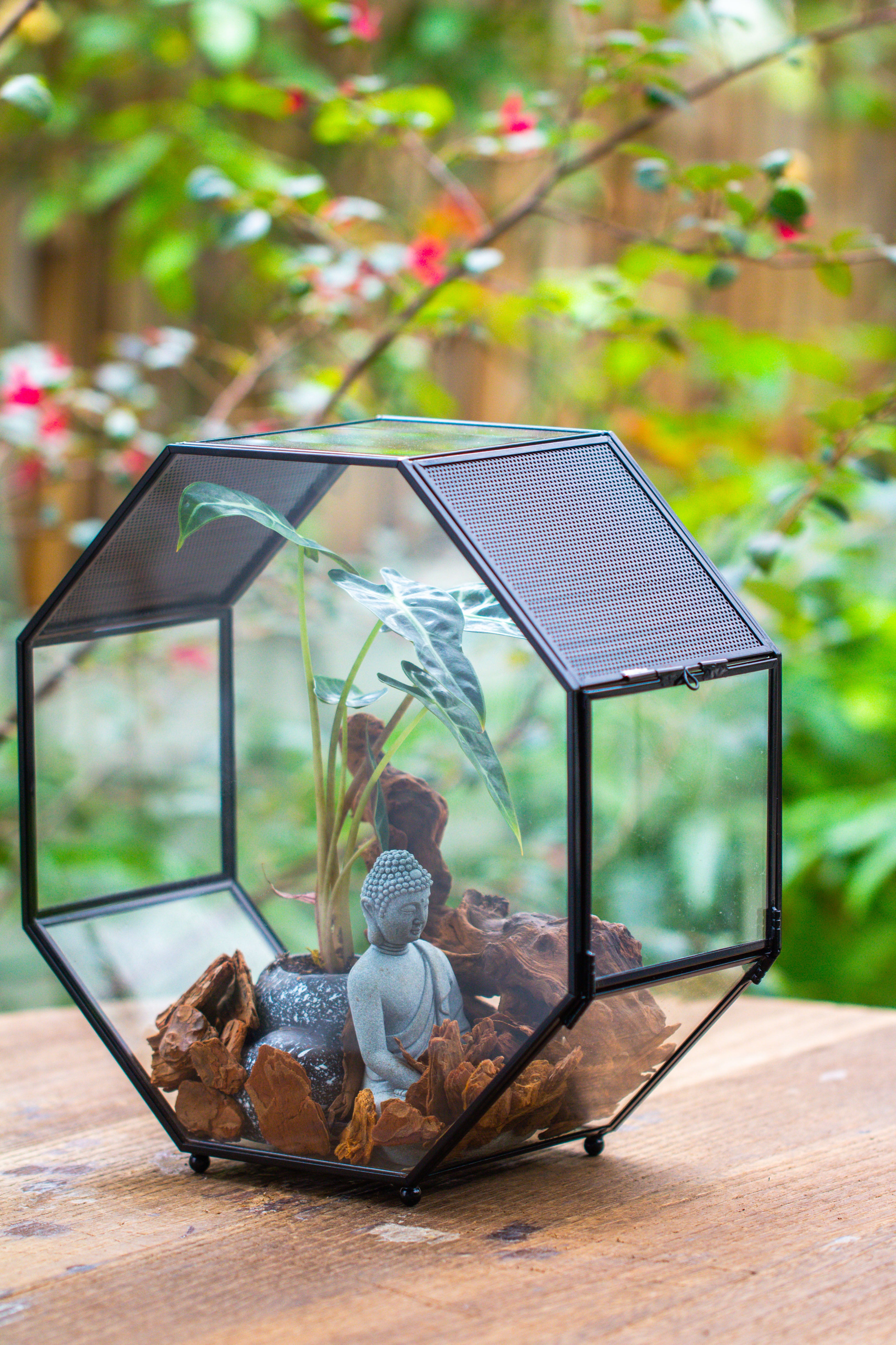 Handmade Octagon Glass Geometric Terrarium with Side Vent, Spider Terrarium, Jumping Spider/Snail Terrarium, Jumping Spider Enclosure - NCYPgarden
