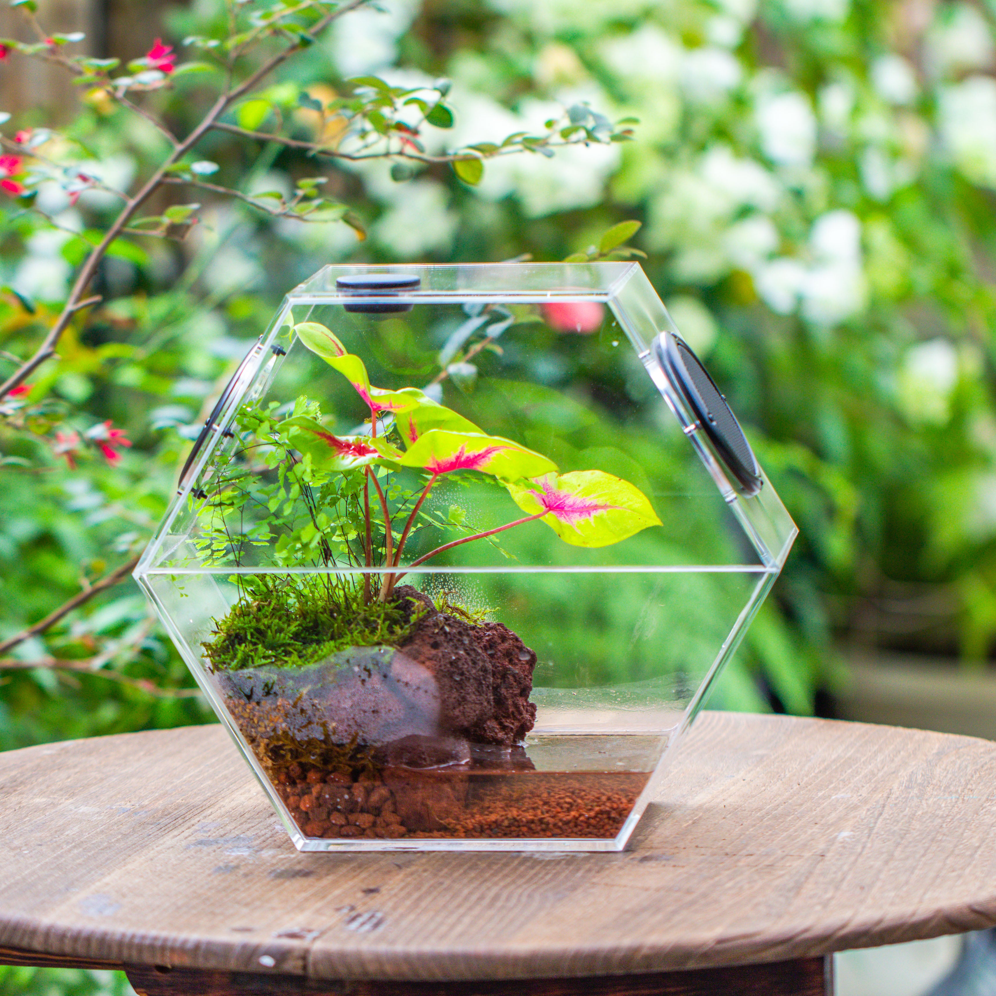 Handmade Extra Large Acrylic Hexagon Watertight Enclosure Terrarium with Mesh Vents, Feed Hole for Insects, Vivarium, Enclosure Only - NCYPgarden