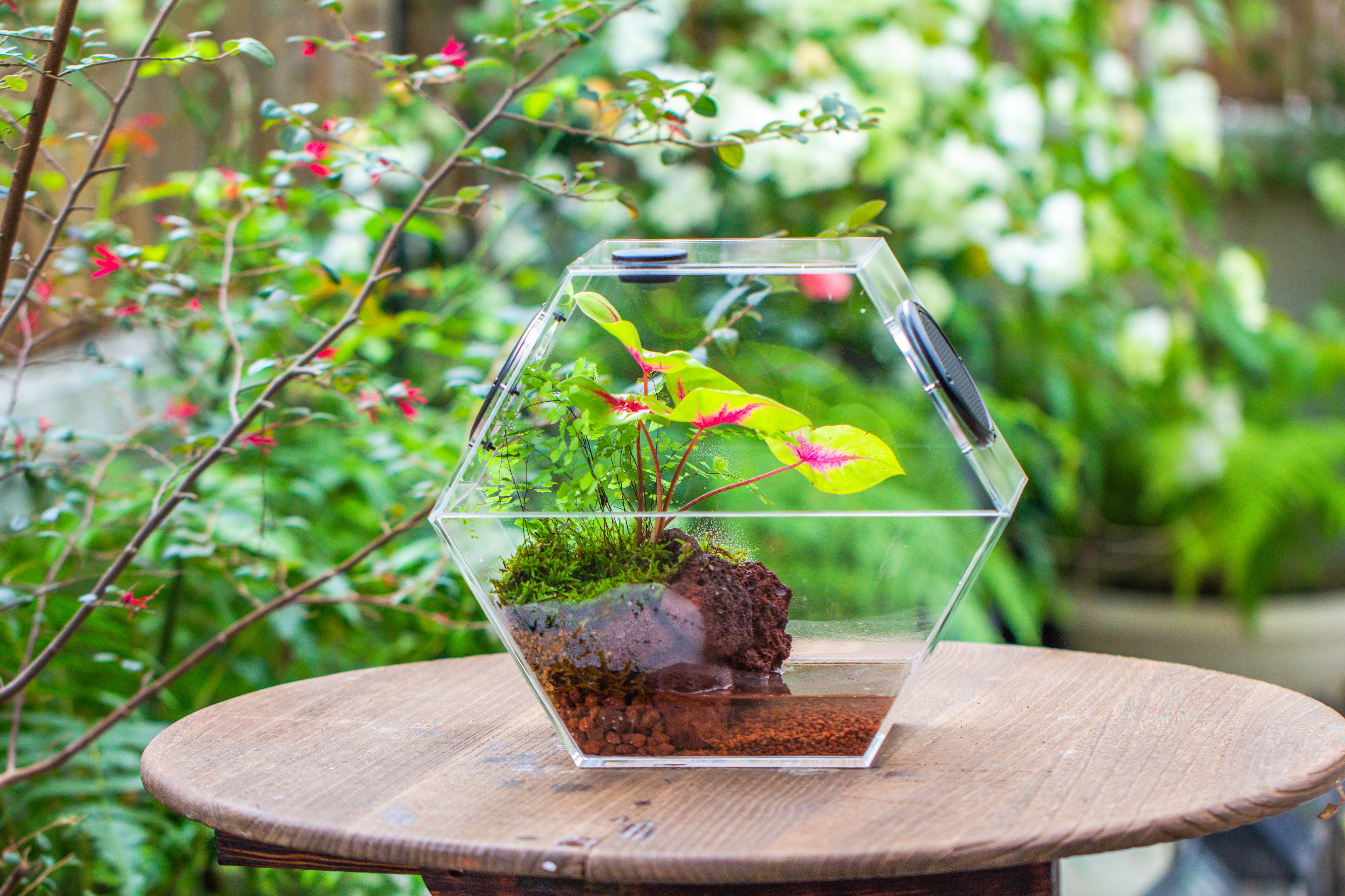 Handmade Extra Large Acrylic Hexagon Watertight Enclosure Terrarium with Mesh Vents, Feed Hole for Insects, Vivarium, Enclosure Only - NCYPgarden