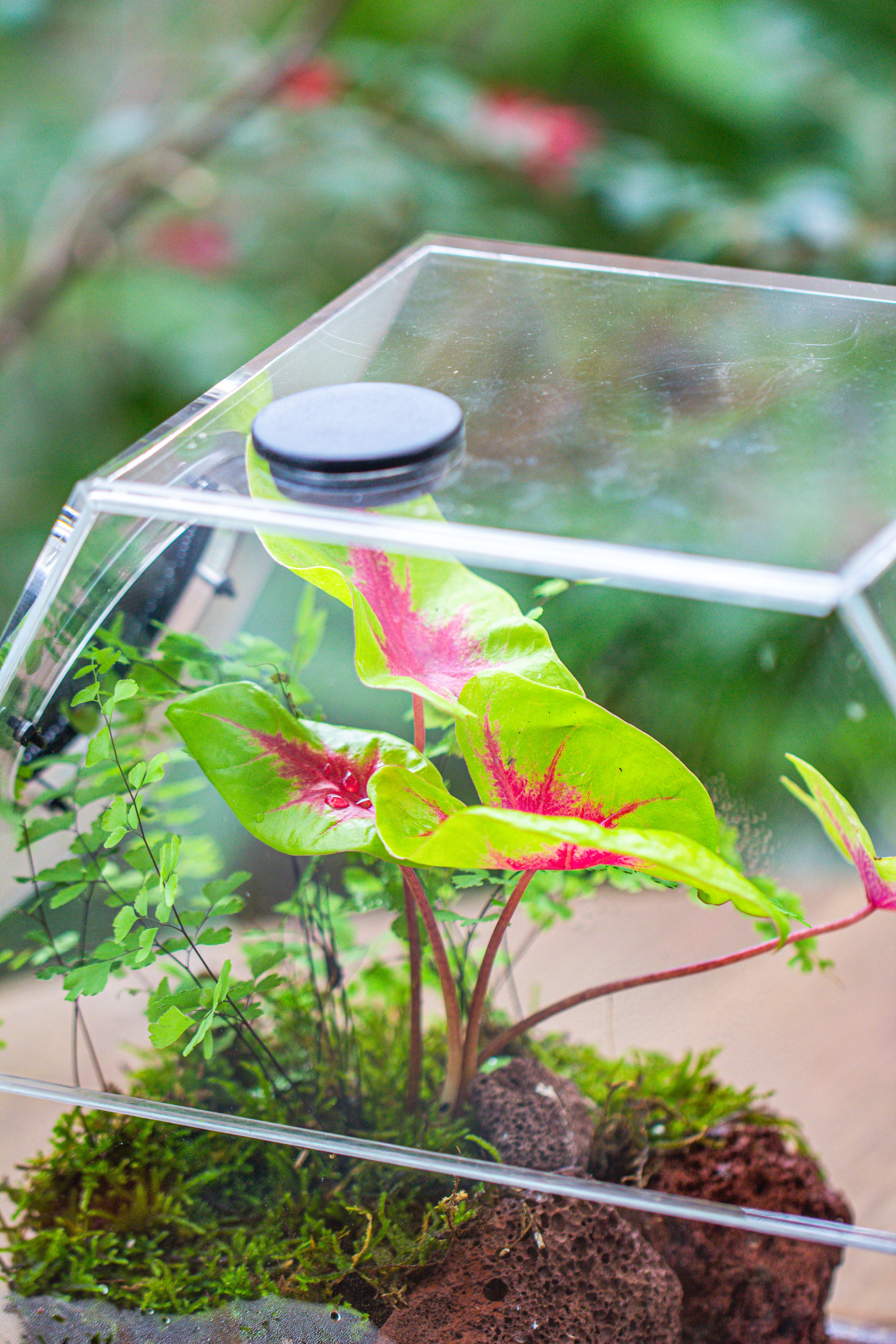 Handmade Extra Large Acrylic Hexagon Watertight Enclosure Terrarium with Mesh Vents, Feed Hole for Insects, Vivarium, Enclosure Only - NCYPgarden