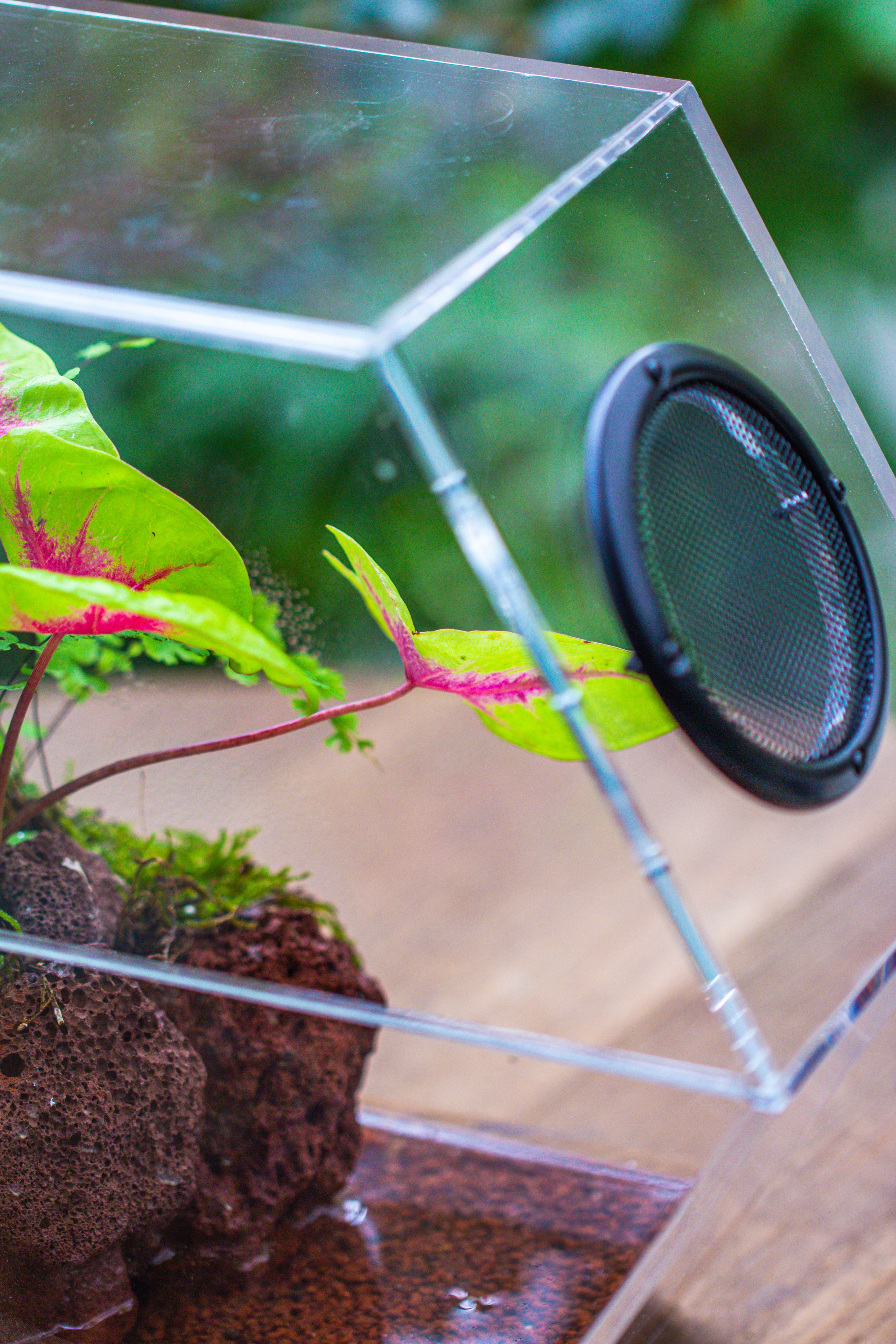 Handmade Extra Large Acrylic Hexagon Watertight Enclosure Terrarium with Mesh Vents, Feed Hole for Insects, Vivarium, Enclosure Only - NCYPgarden