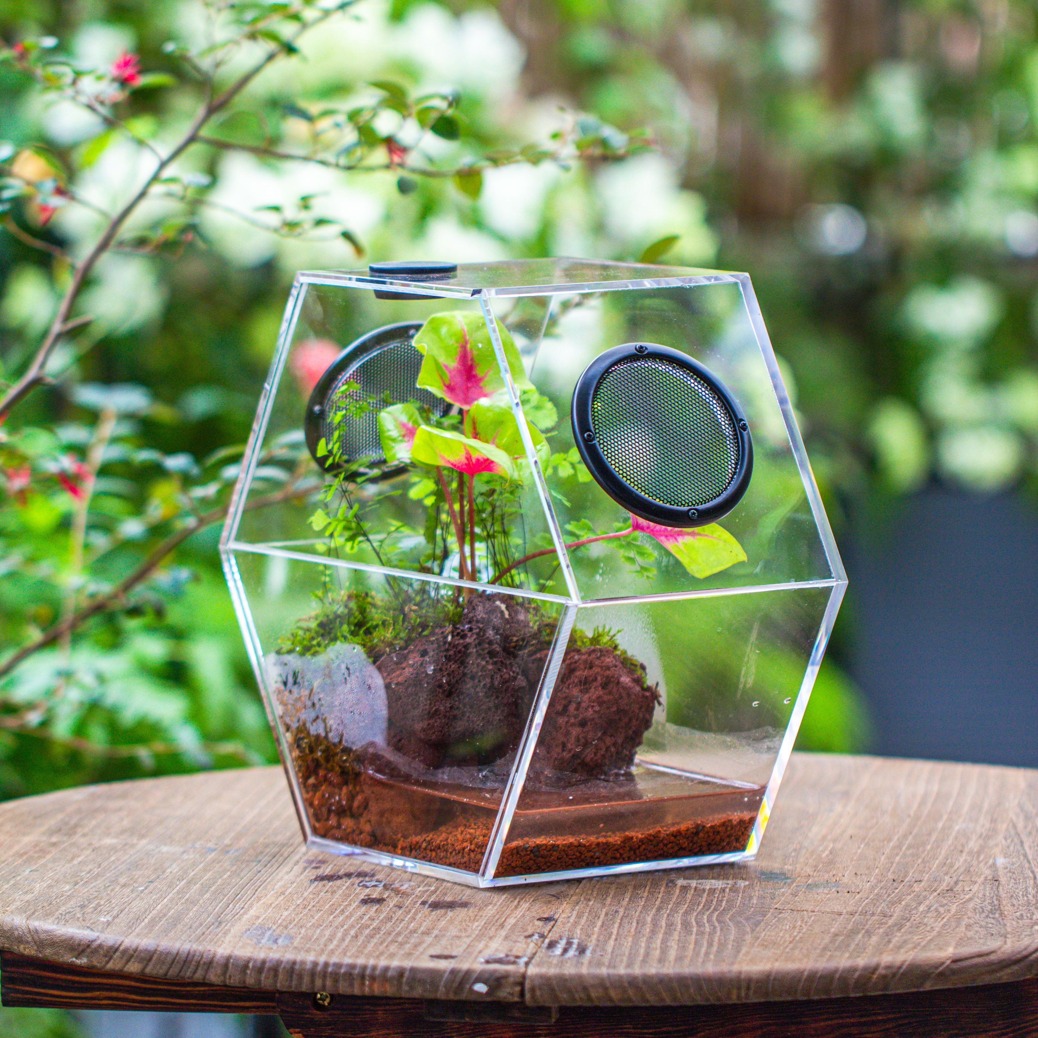 plant only terrarium Handmade Large Acrylic Hexagon Watertight Enclosure Terrarium with Mesh Vents, Feed Hole for Insects, Vivarium, Enclosure Only