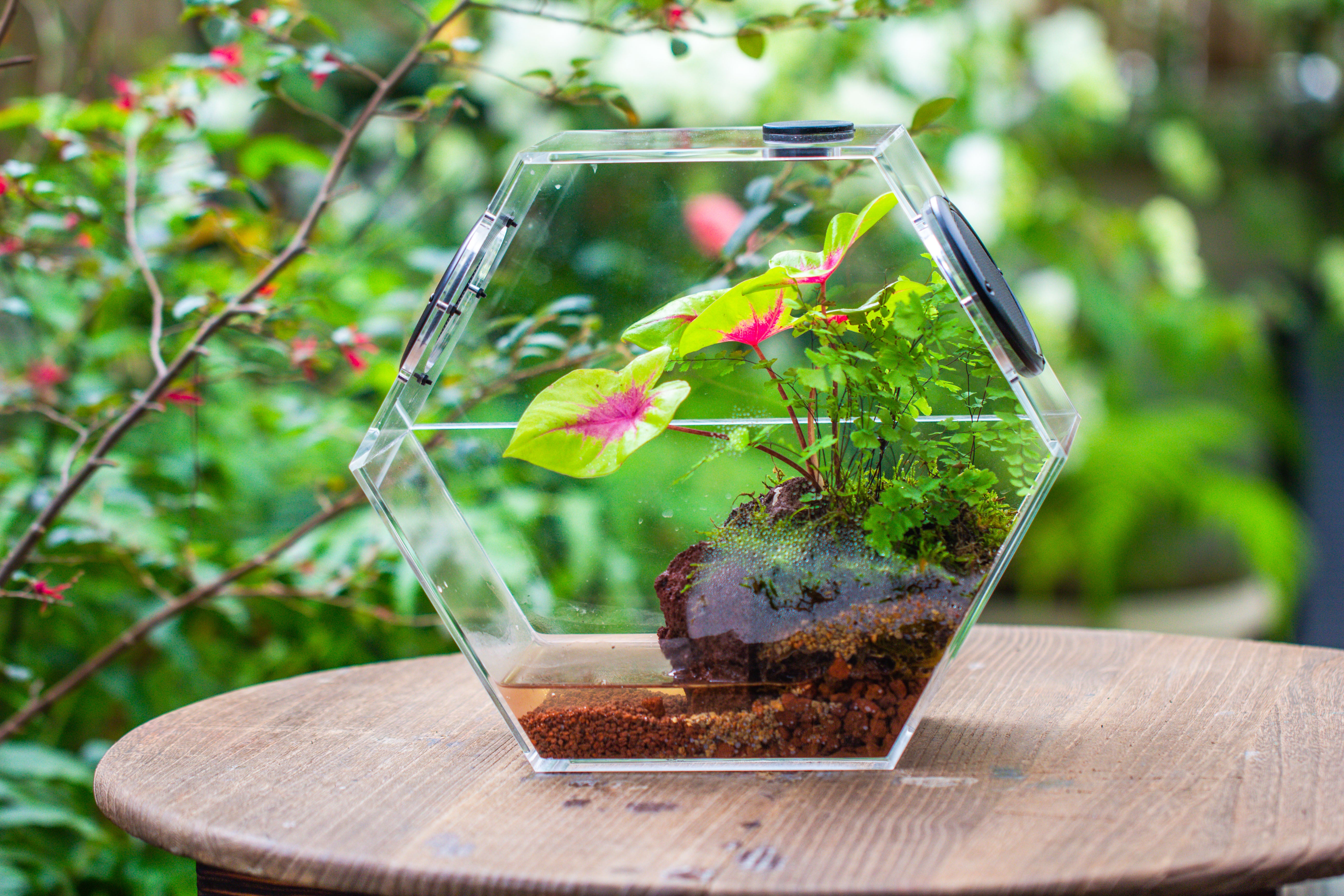 Handmade Extra Large Acrylic Hexagon Watertight Enclosure Terrarium with Mesh Vents, Feed Hole for Insects, Vivarium, Enclosure Only - NCYPgarden