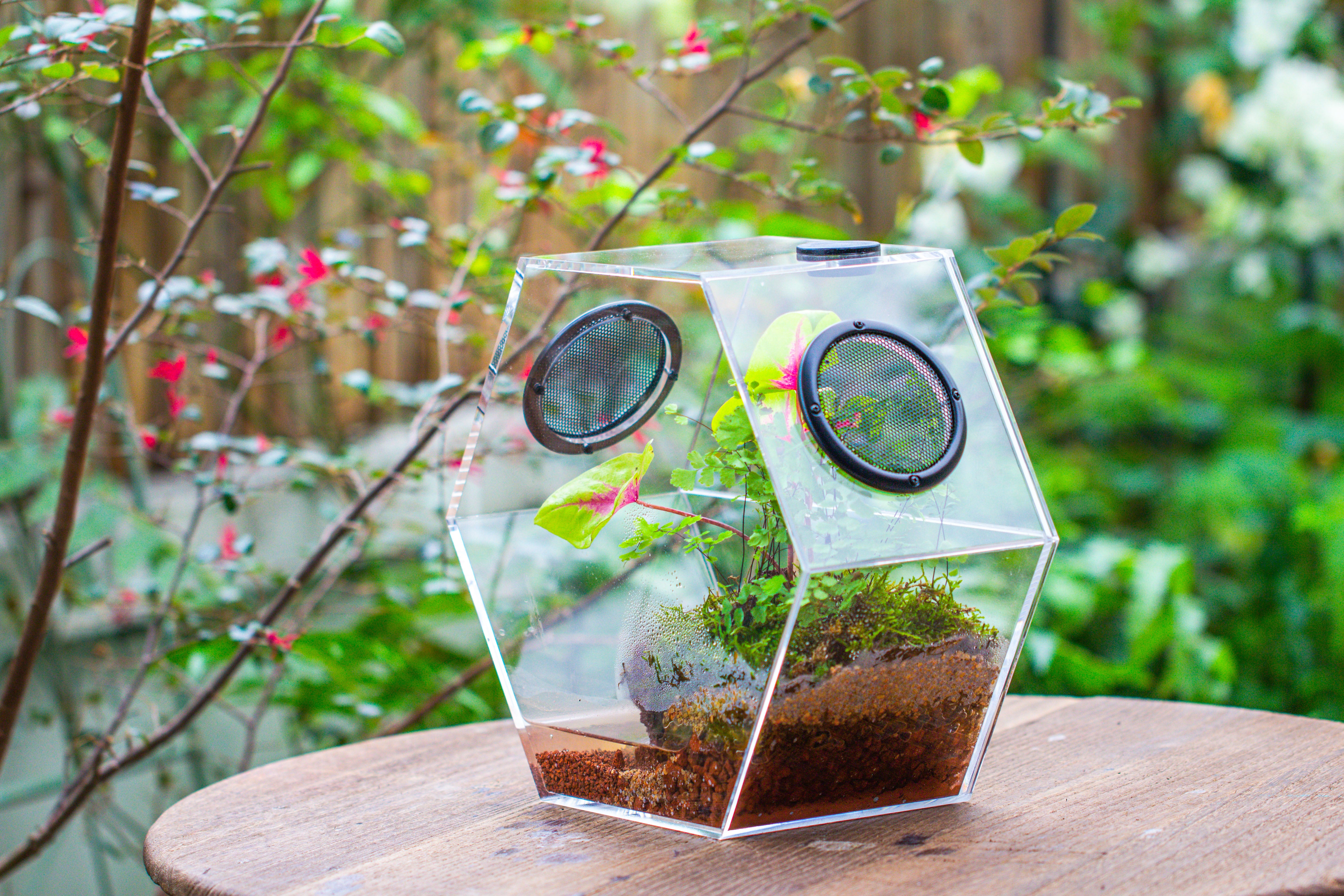 Handmade Extra Large Acrylic Hexagon Watertight Enclosure Terrarium with Mesh Vents, Feed Hole for Insects, Vivarium, Enclosure Only - NCYPgarden