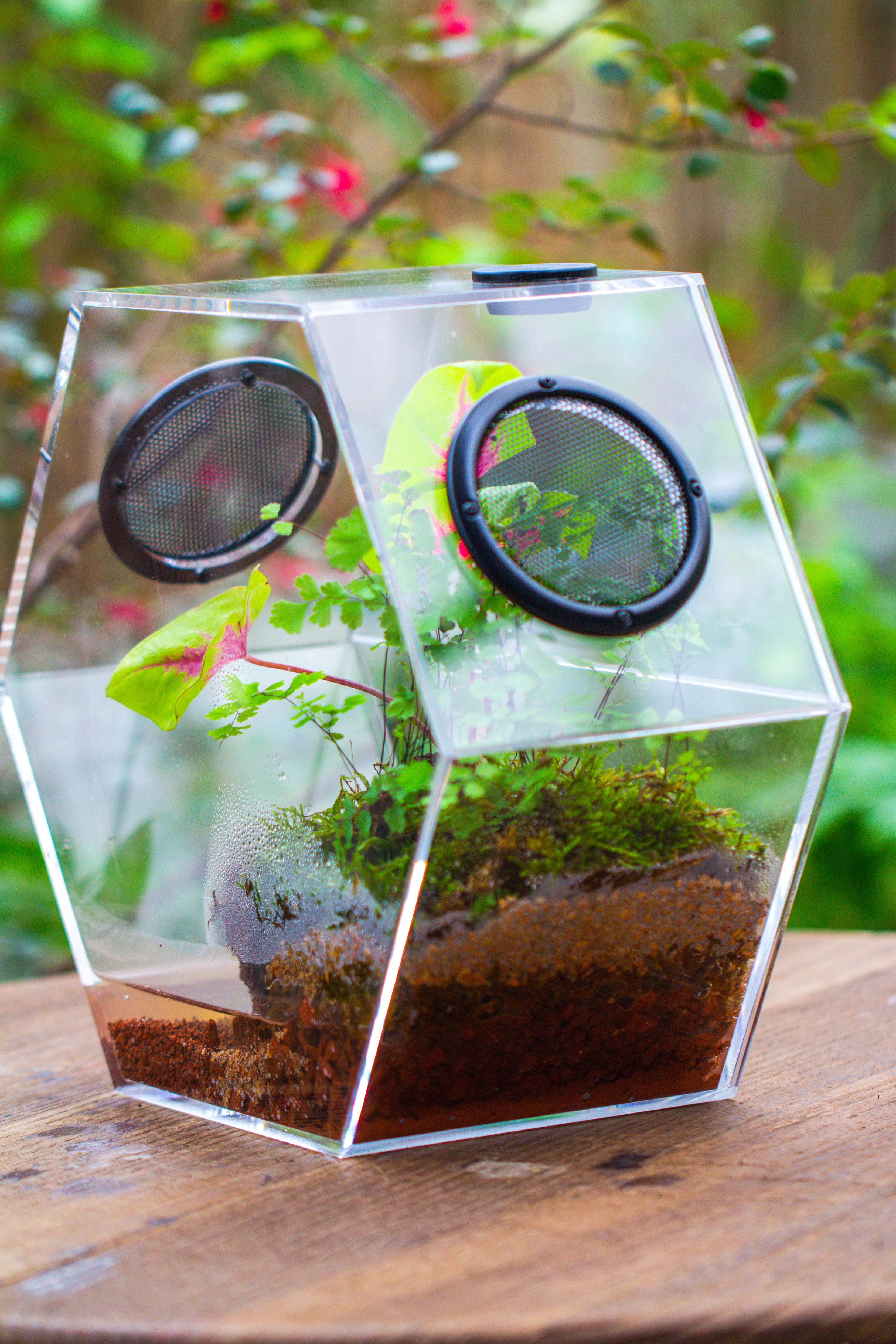 Handmade Extra Large Acrylic Hexagon Watertight Enclosure Terrarium with Mesh Vents, Feed Hole for Insects, Vivarium, Enclosure Only - NCYPgarden