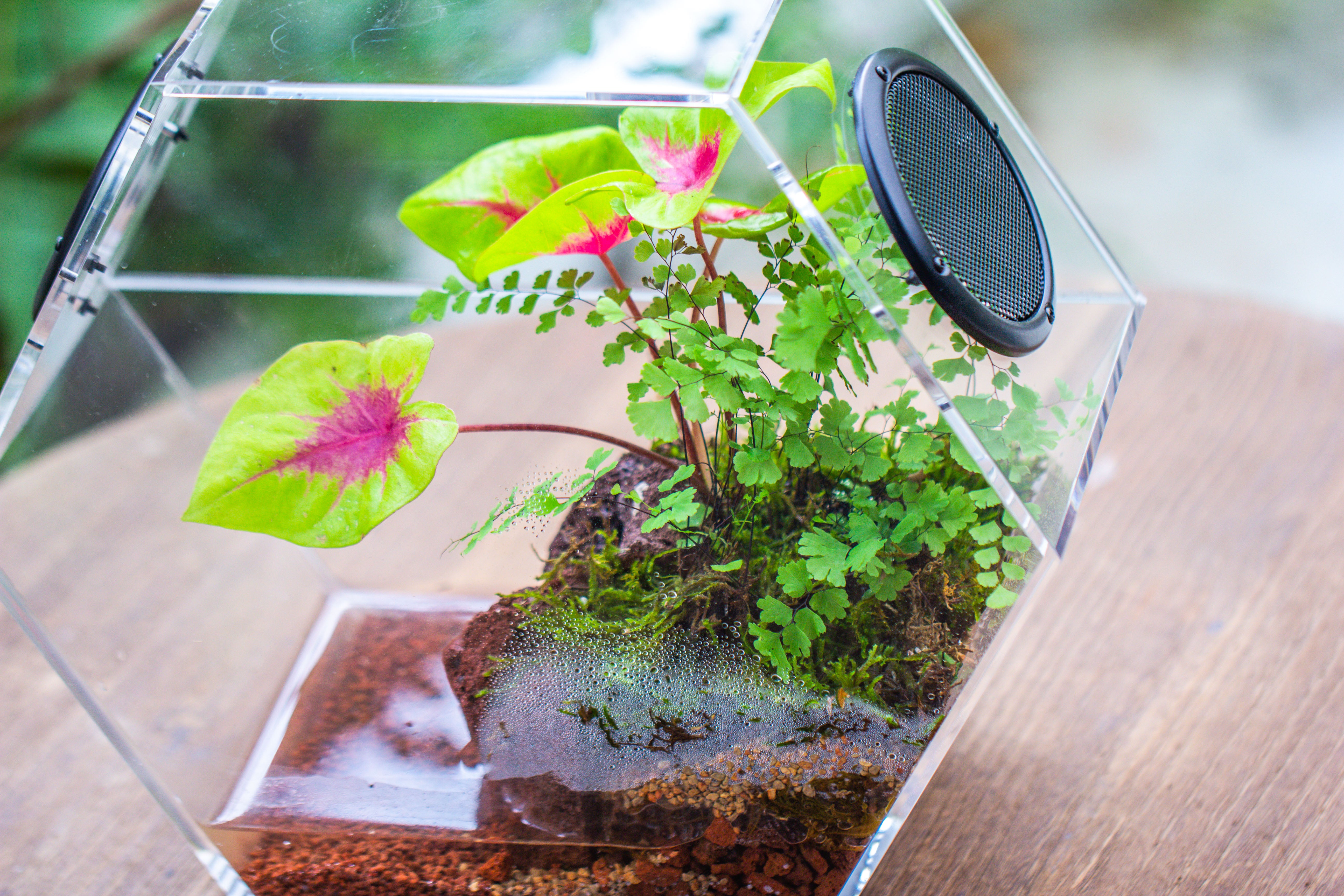 Handmade Extra Large Acrylic Hexagon Watertight Enclosure Terrarium with Mesh Vents, Feed Hole for Insects, Vivarium, Enclosure Only - NCYPgarden