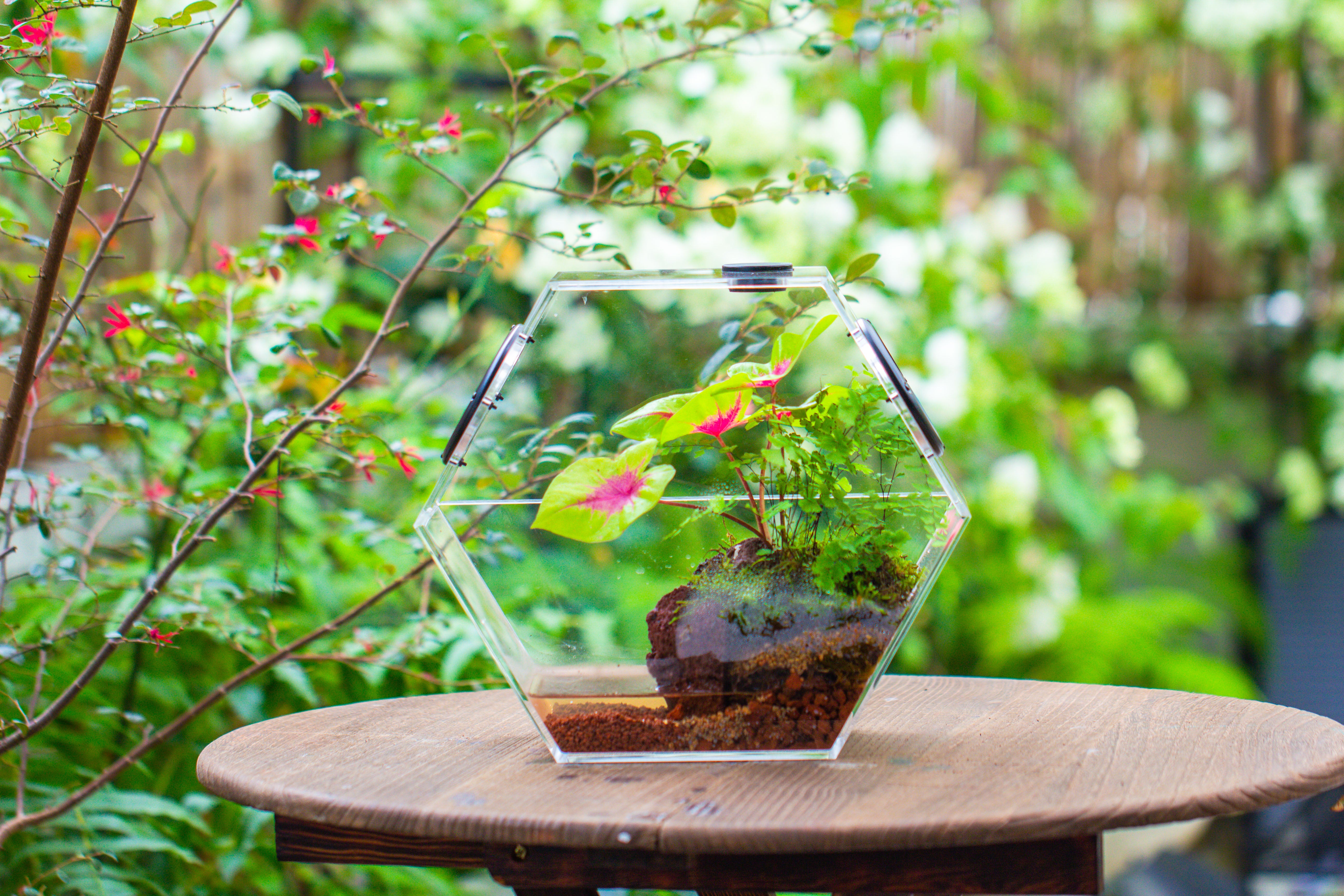 Handmade Extra Large Acrylic Hexagon Watertight Enclosure Terrarium with Mesh Vents, Feed Hole for Insects, Vivarium, Enclosure Only - NCYPgarden