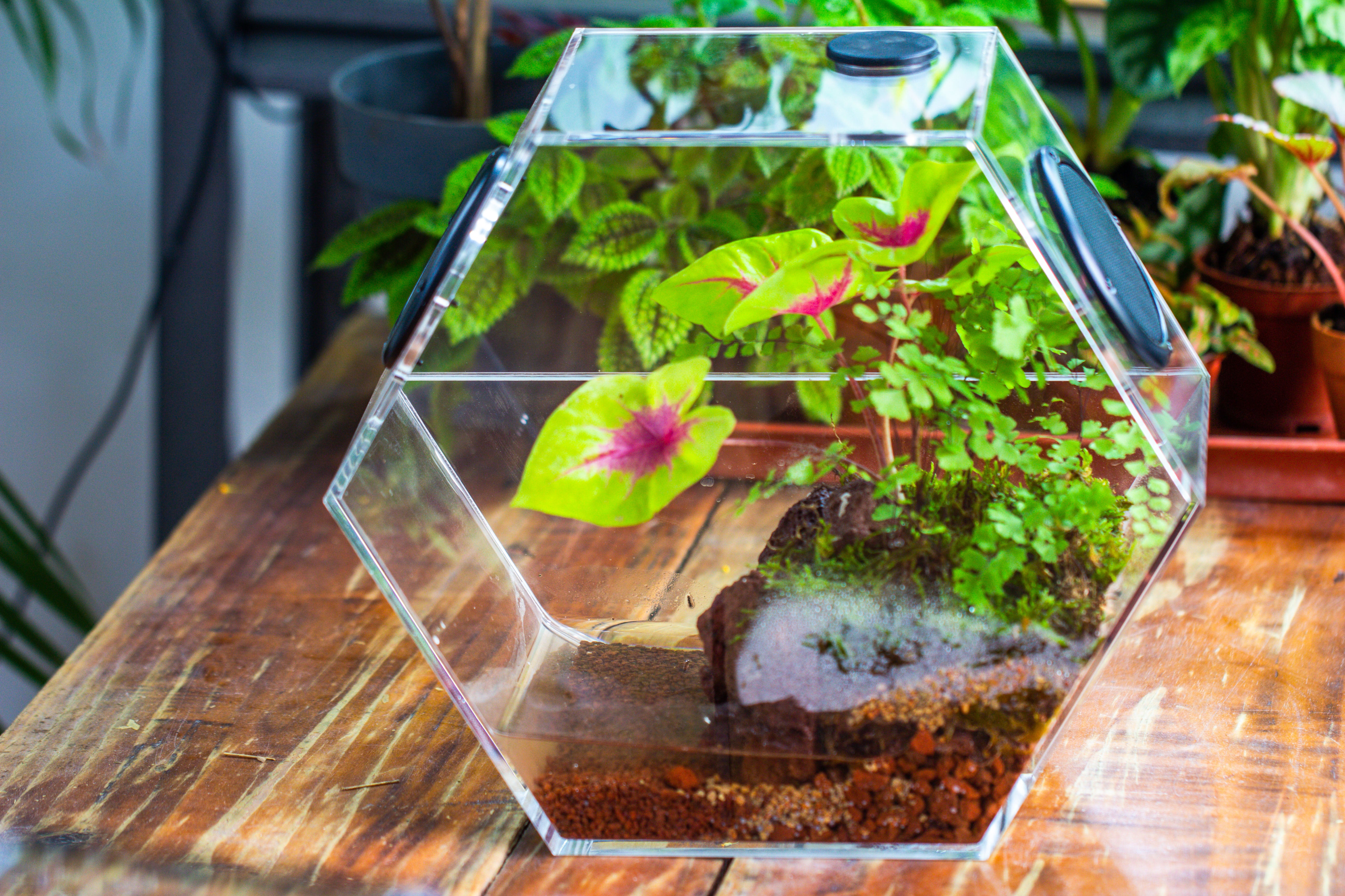 Handmade Extra Large Acrylic Hexagon Watertight Enclosure Terrarium with Mesh Vents, Feed Hole for Insects, Vivarium, Enclosure Only - NCYPgarden