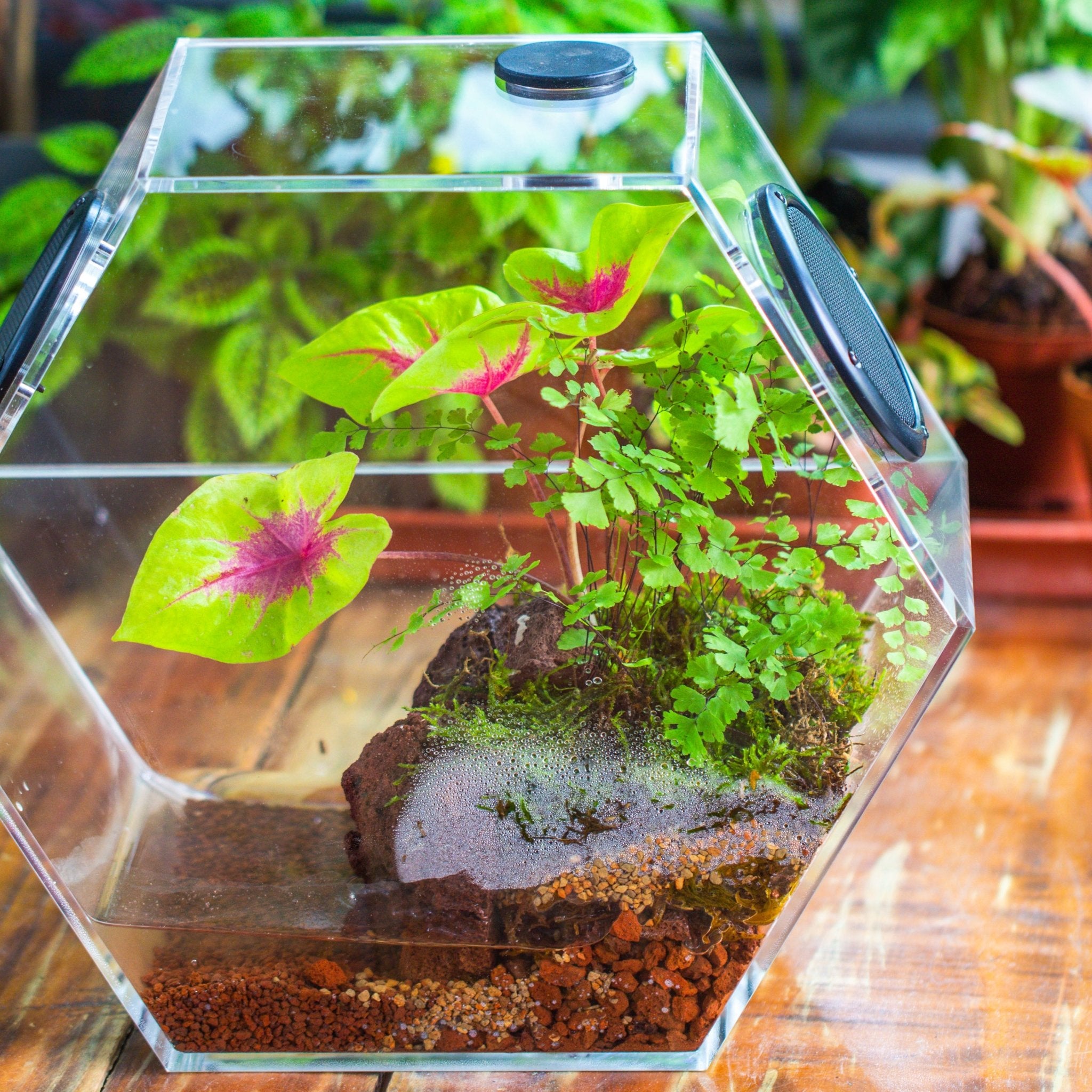 acrylic terrarium for plants Handmade Large Acrylic Hexagon Watertight Enclosure Terrarium with Mesh Vents, Feed Hole for Insects, Vivarium, Enclosure Only
