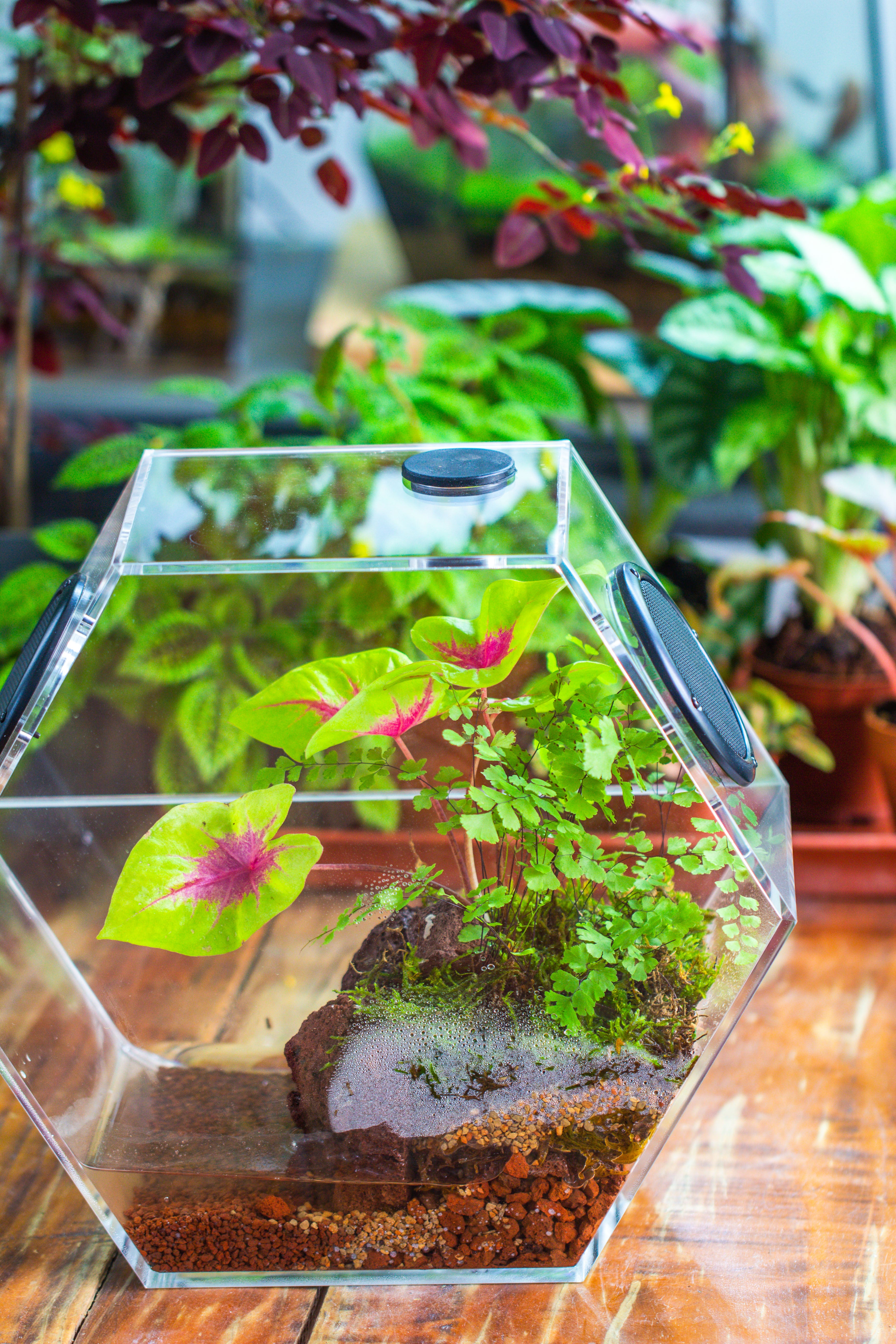 Handmade Extra Large Acrylic Hexagon Watertight Enclosure Terrarium with Mesh Vents, Feed Hole for Insects, Vivarium, Enclosure Only - NCYPgarden