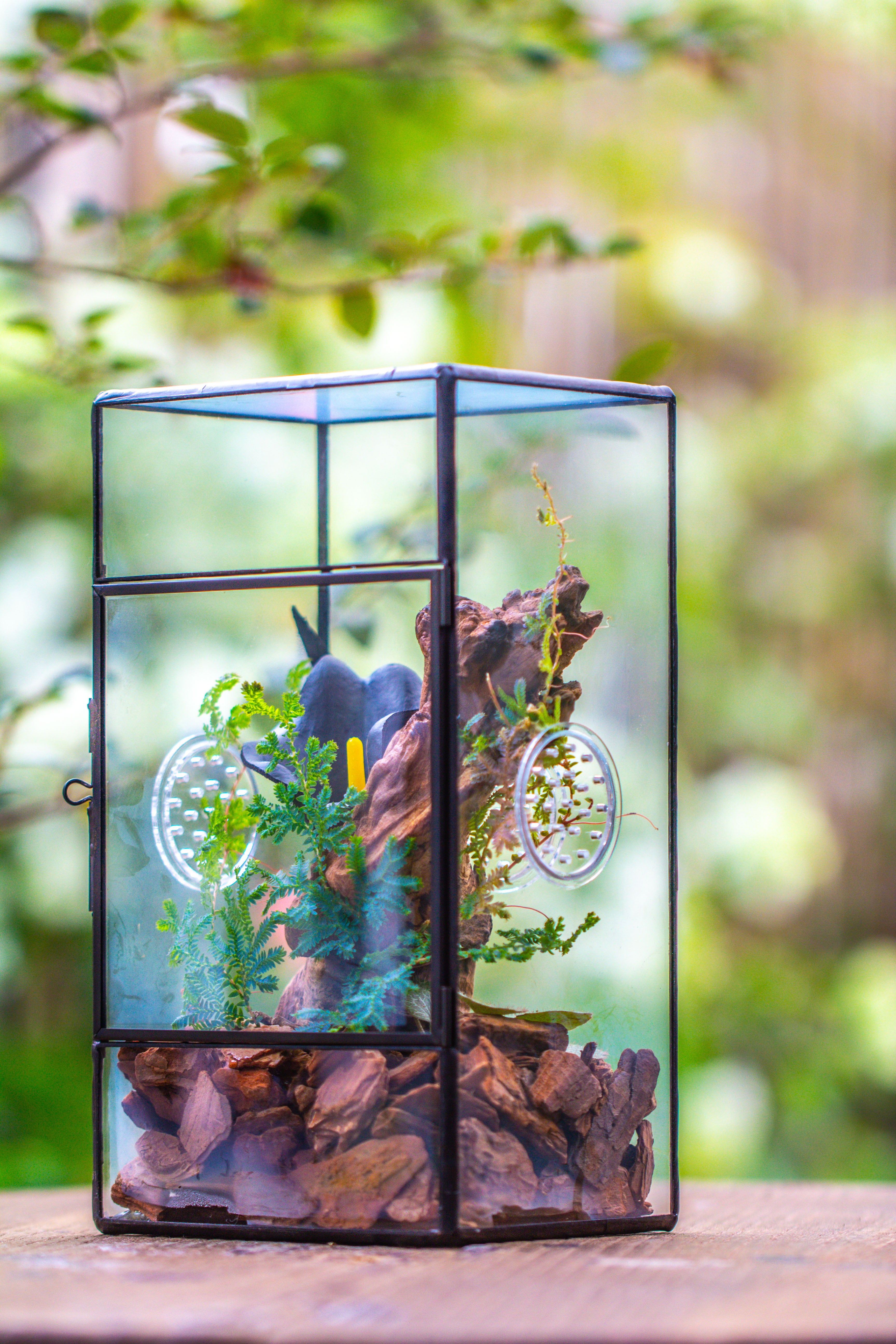 NCYP Rectangle Tin and Glass Geometric Terrarium,  with side door,  with Mesh  / vent holes for small Insects Pet - NCYPgarden