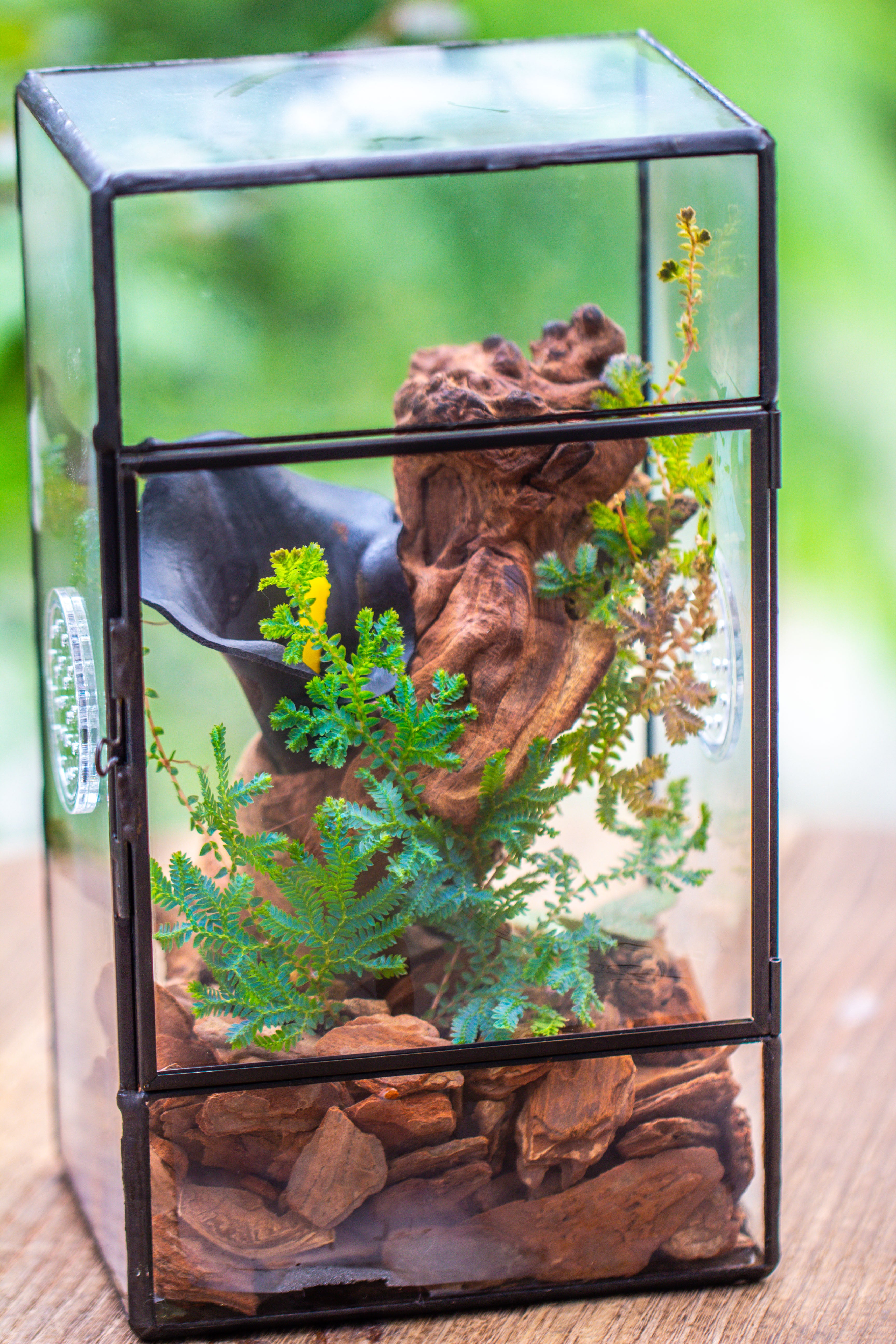 NCYP Rectangle Tin and Glass Geometric Terrarium,  with side door,  with Mesh  / vent holes for small Insects Pet - NCYPgarden