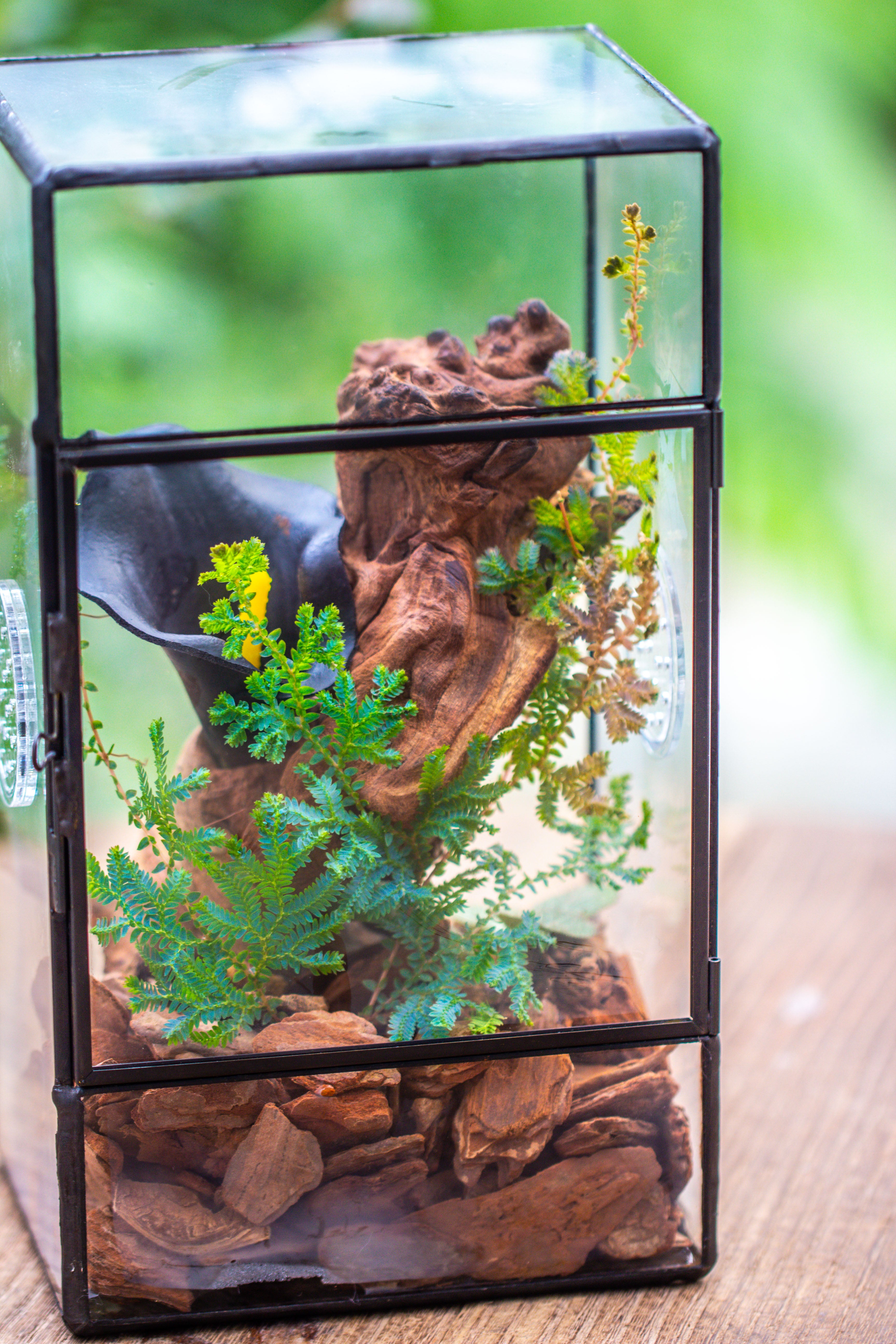 NCYP Rectangle Tin and Glass Geometric Terrarium,  with side door,  with Mesh  / vent holes for small Insects Pet - NCYPgarden