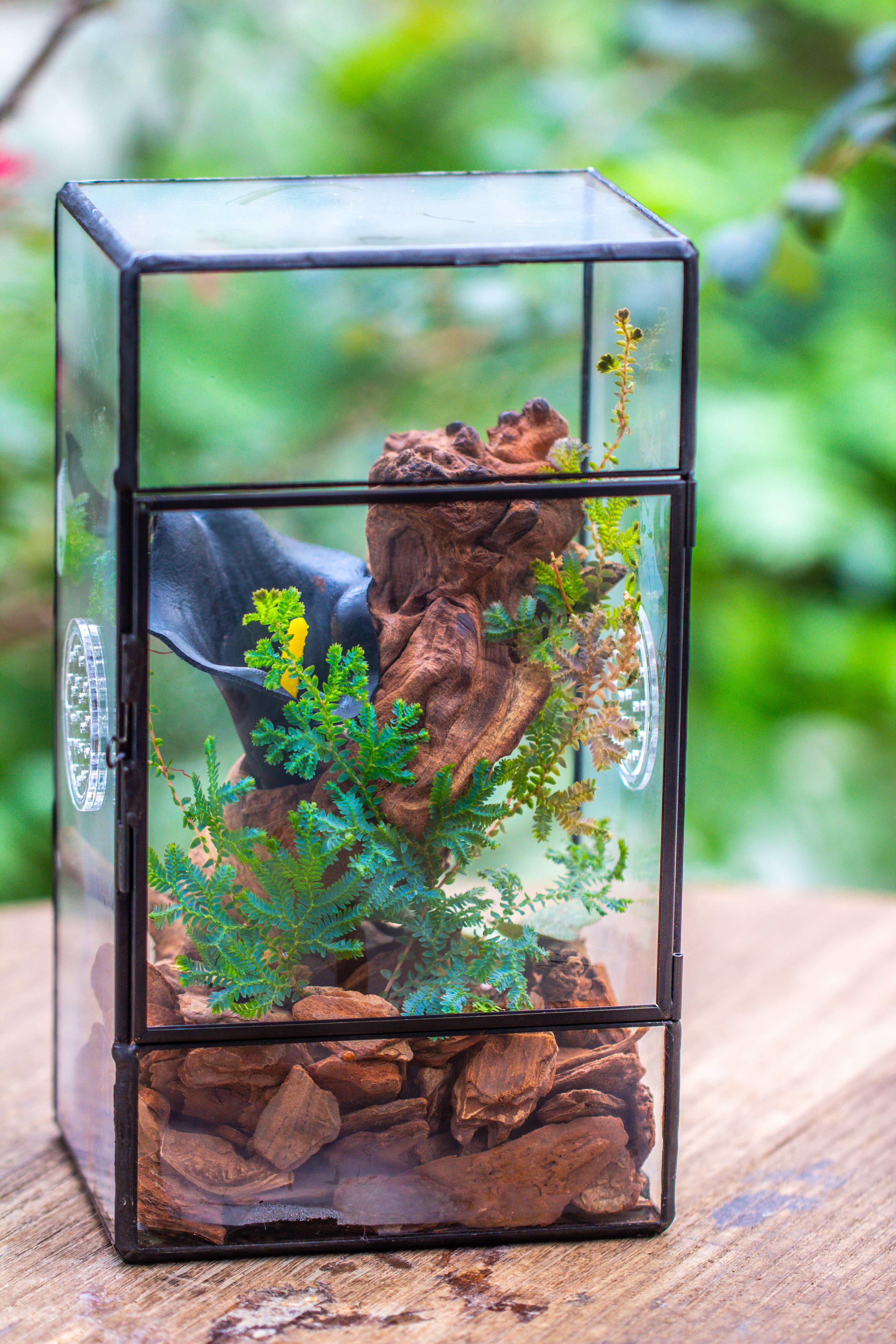 NCYP Rectangle Tin and Glass Geometric Terrarium,  with side door,  with Mesh  / vent holes for small Insects Pet - NCYPgarden