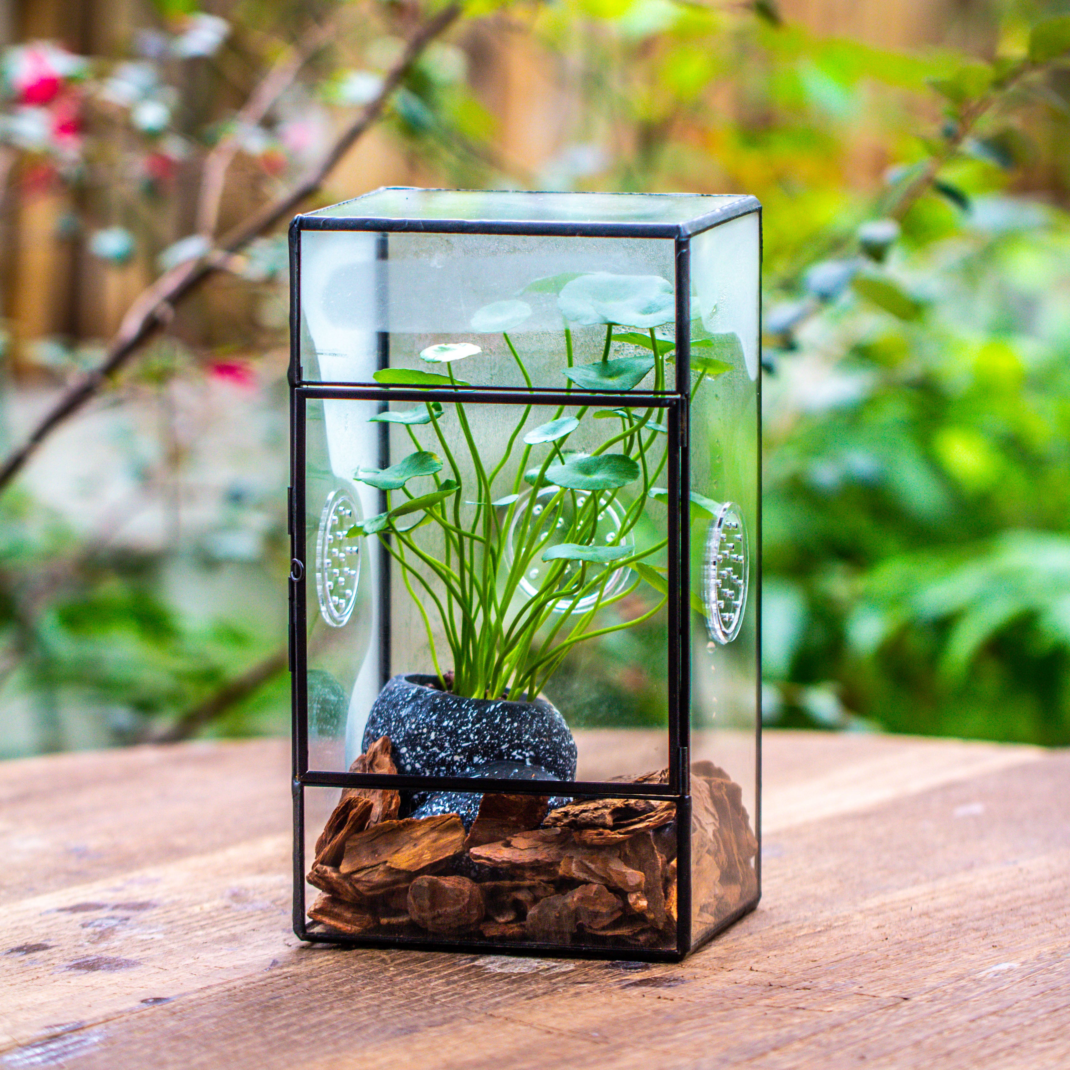 NCYP Rectangle Tin and Glass Geometric Terrarium,  with side door,  with Mesh  / vent holes for small Insects Pet - NCYPgarden