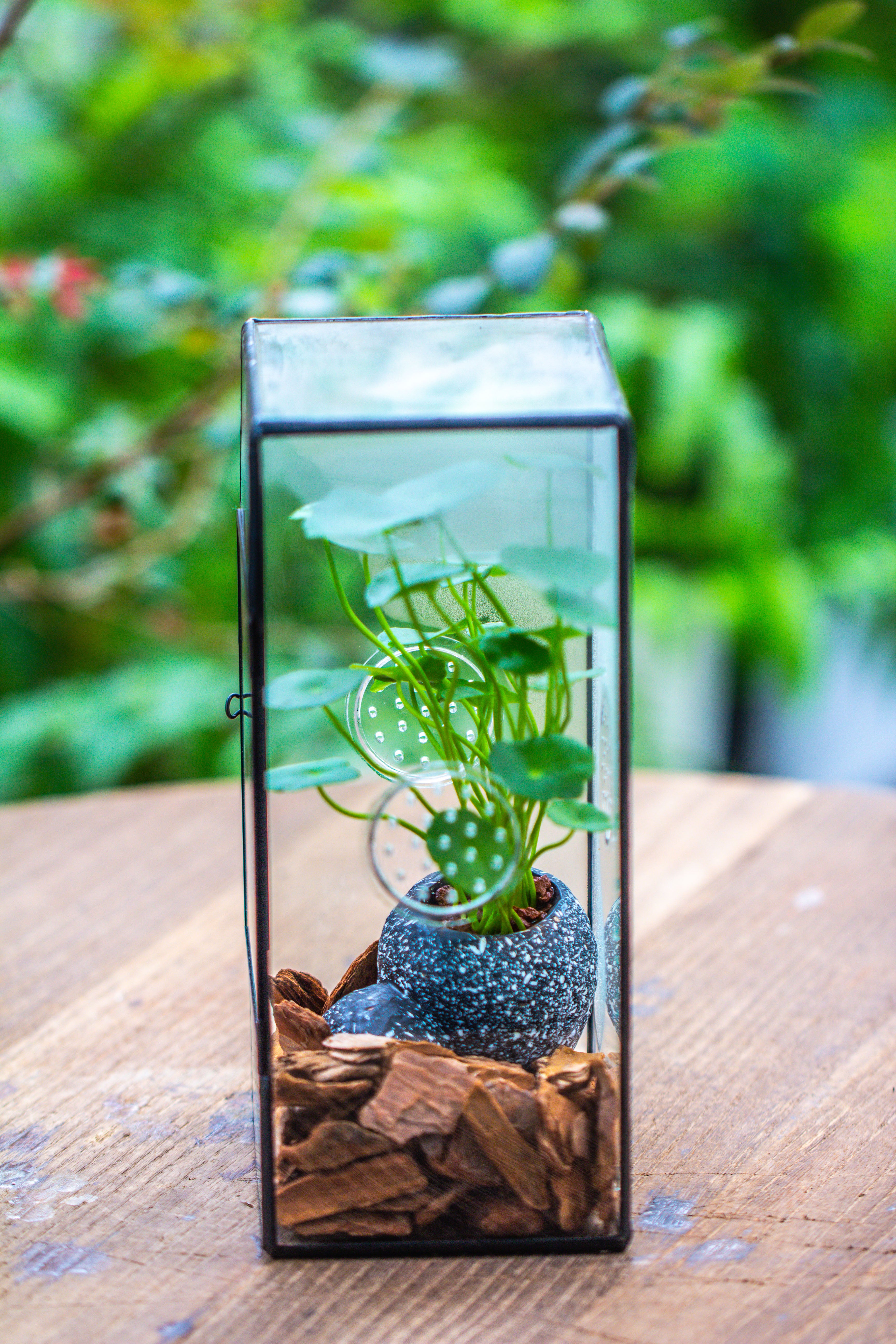 NCYP Rectangle Tin and Glass Geometric Terrarium,  with side door,  with Mesh  / vent holes for small Insects Pet - NCYPgarden