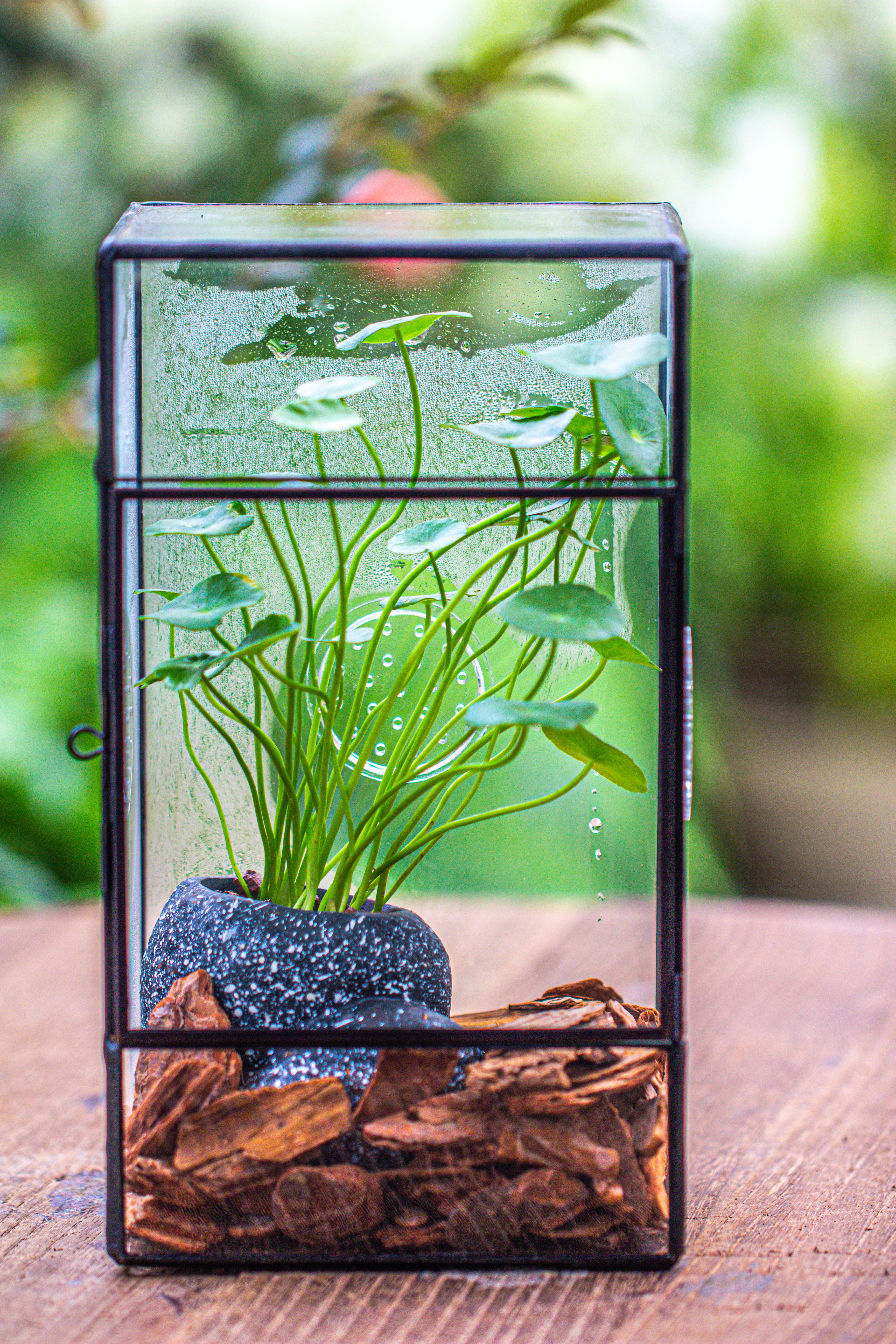 NCYP Rectangle Tin and Glass Geometric Terrarium,  with side door,  with Mesh  / vent holes for small Insects Pet - NCYPgarden