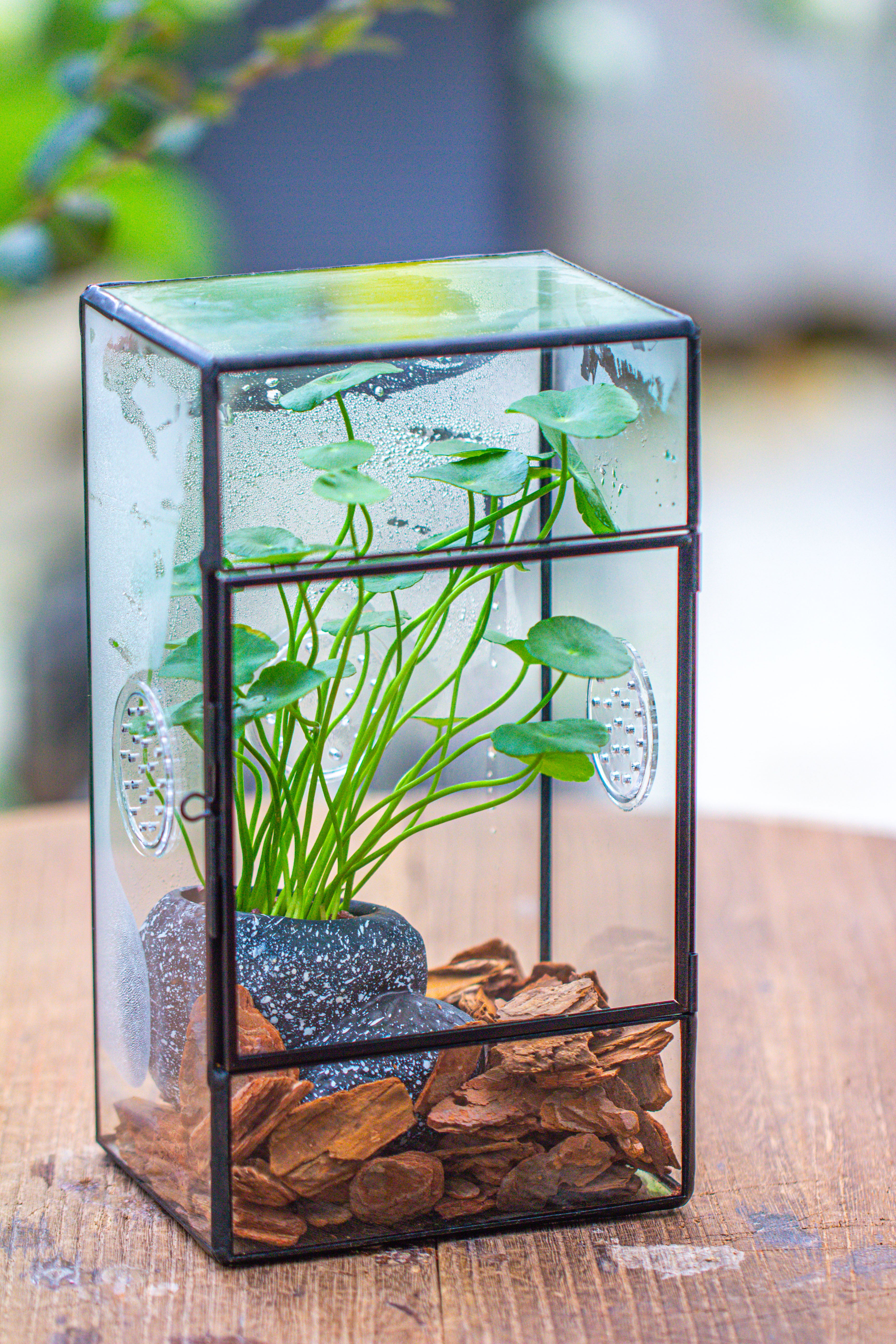 NCYP Rectangle Tin and Glass Geometric Terrarium,  with side door,  with Mesh  / vent holes for small Insects Pet - NCYPgarden
