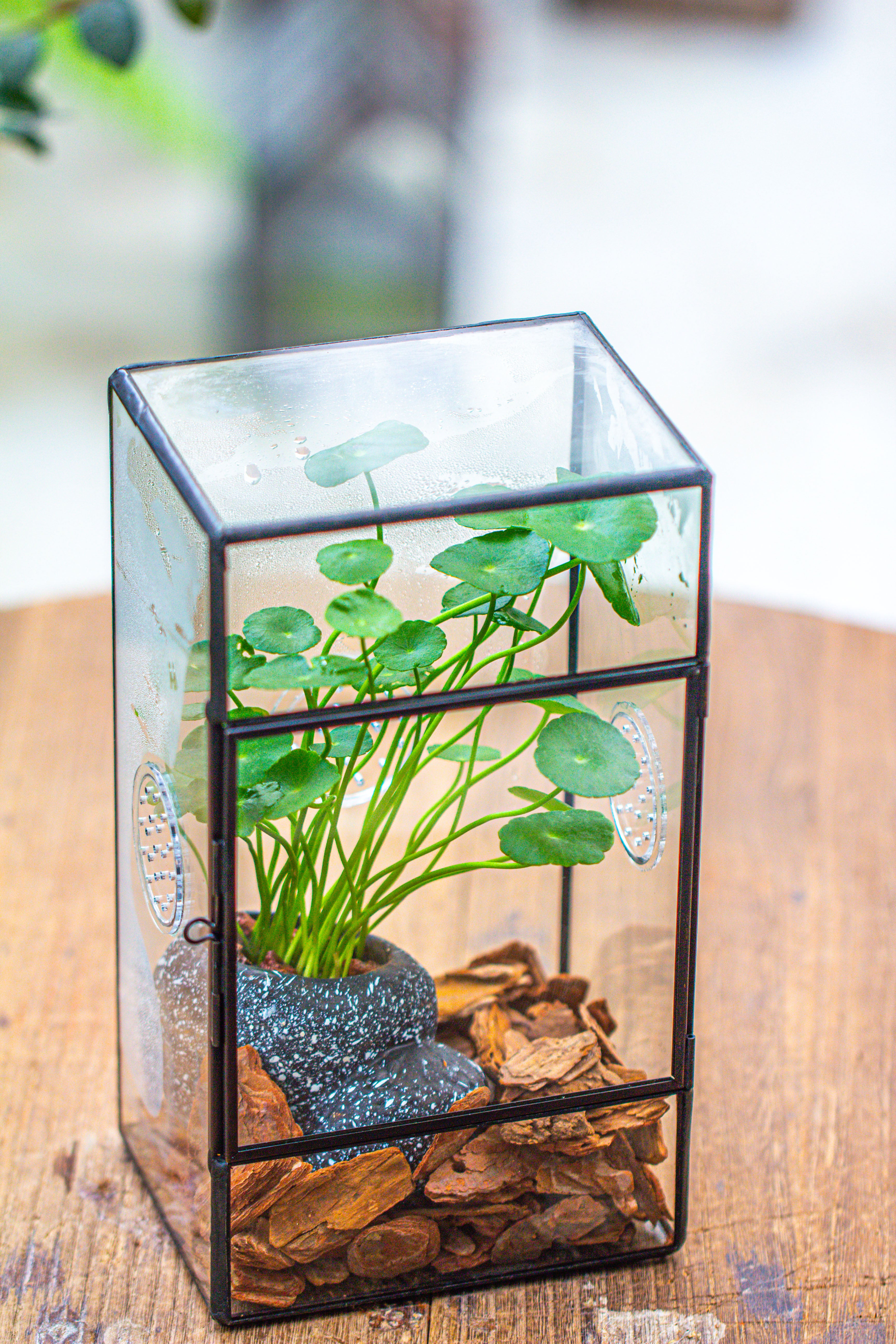 NCYP Rectangle Tin and Glass Geometric Terrarium,  with side door,  with Mesh  / vent holes for small Insects Pet - NCYPgarden