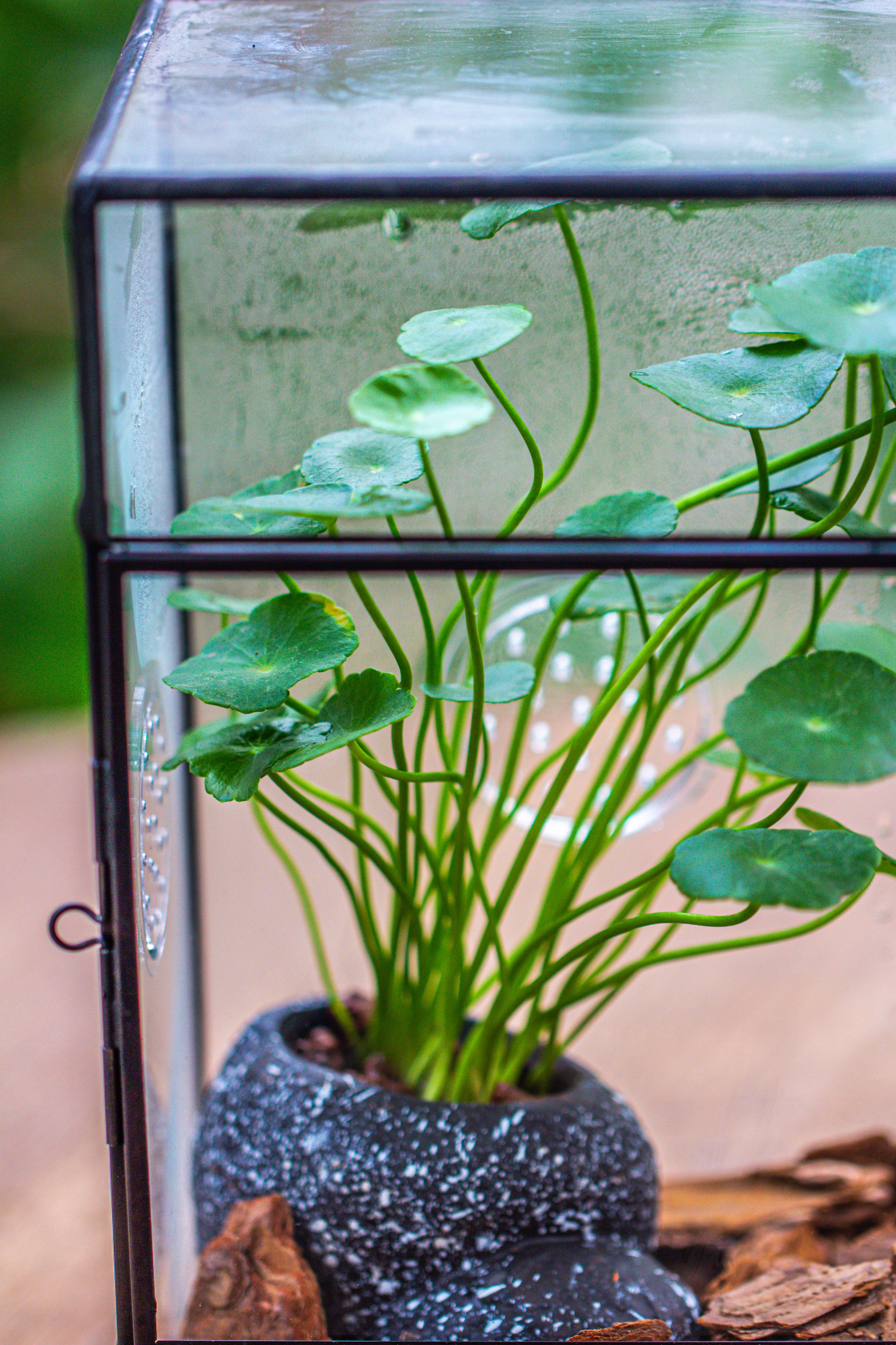 NCYP Rectangle Tin and Glass Geometric Terrarium,  with side door,  with Mesh  / vent holes for small Insects Pet - NCYPgarden