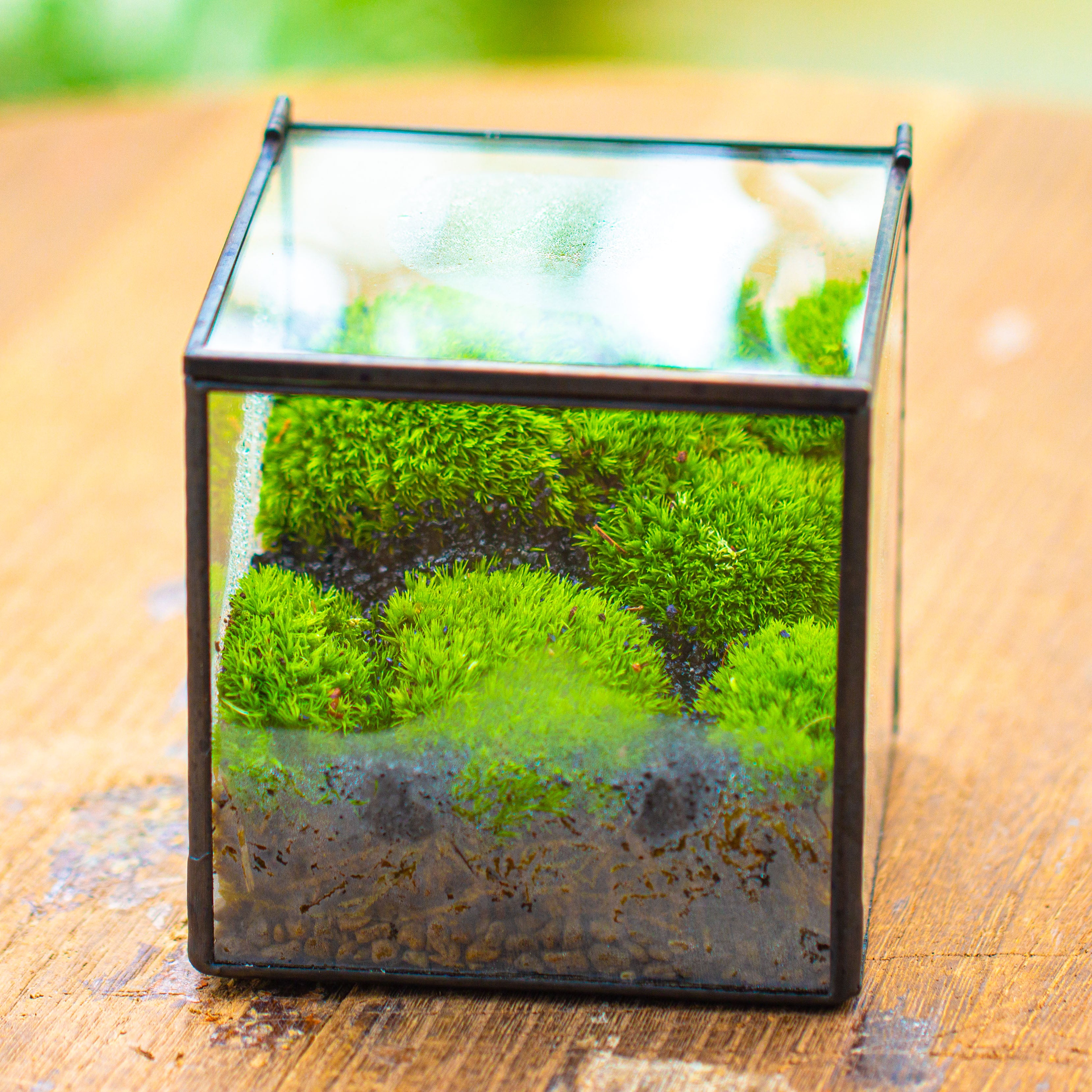 Cube Mini 4 inches Moss Geometric Glass Terrarium DIY Set - NCYPgarden