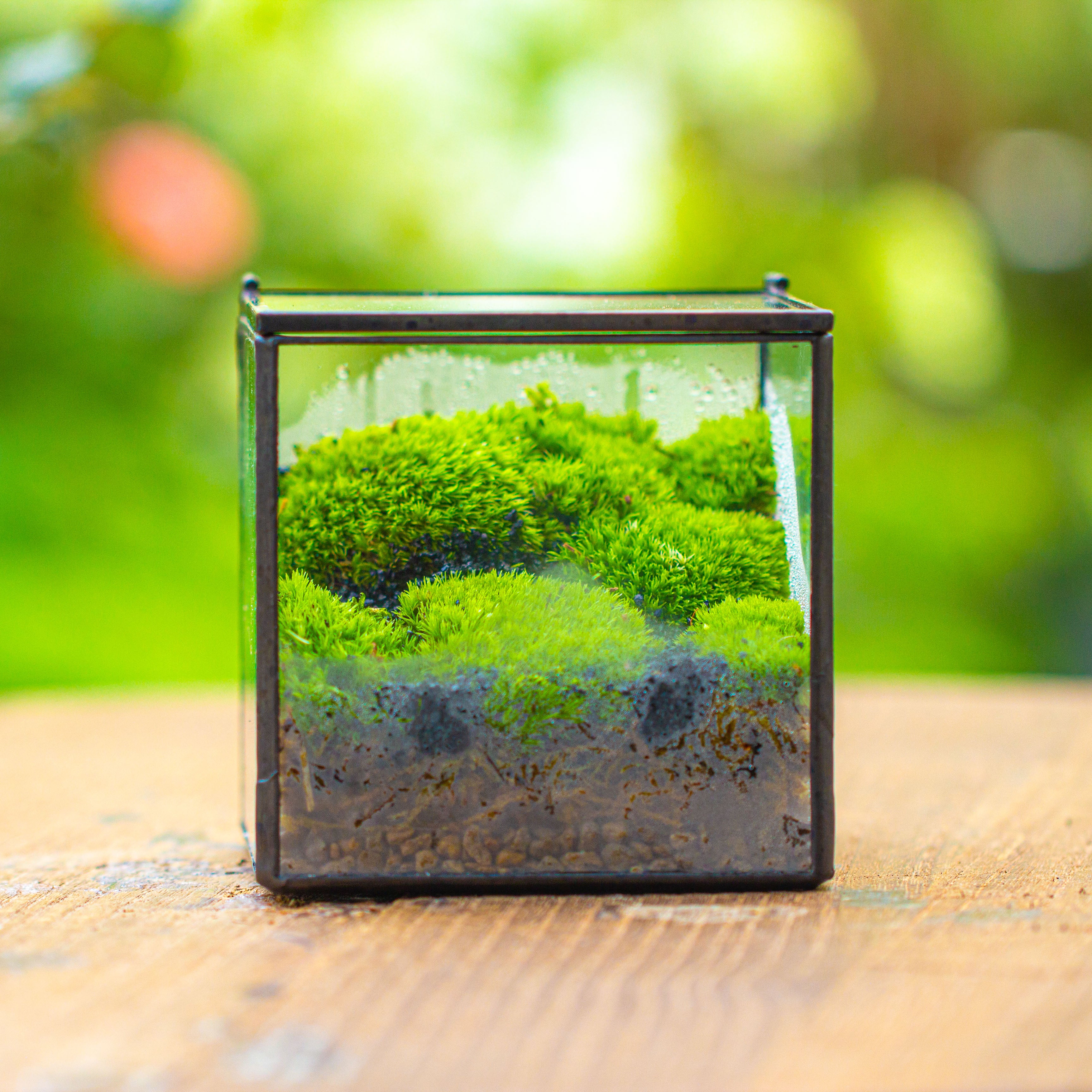 Cube Mini 4 inches Moss Geometric Glass Terrarium DIY Set - NCYPgarden