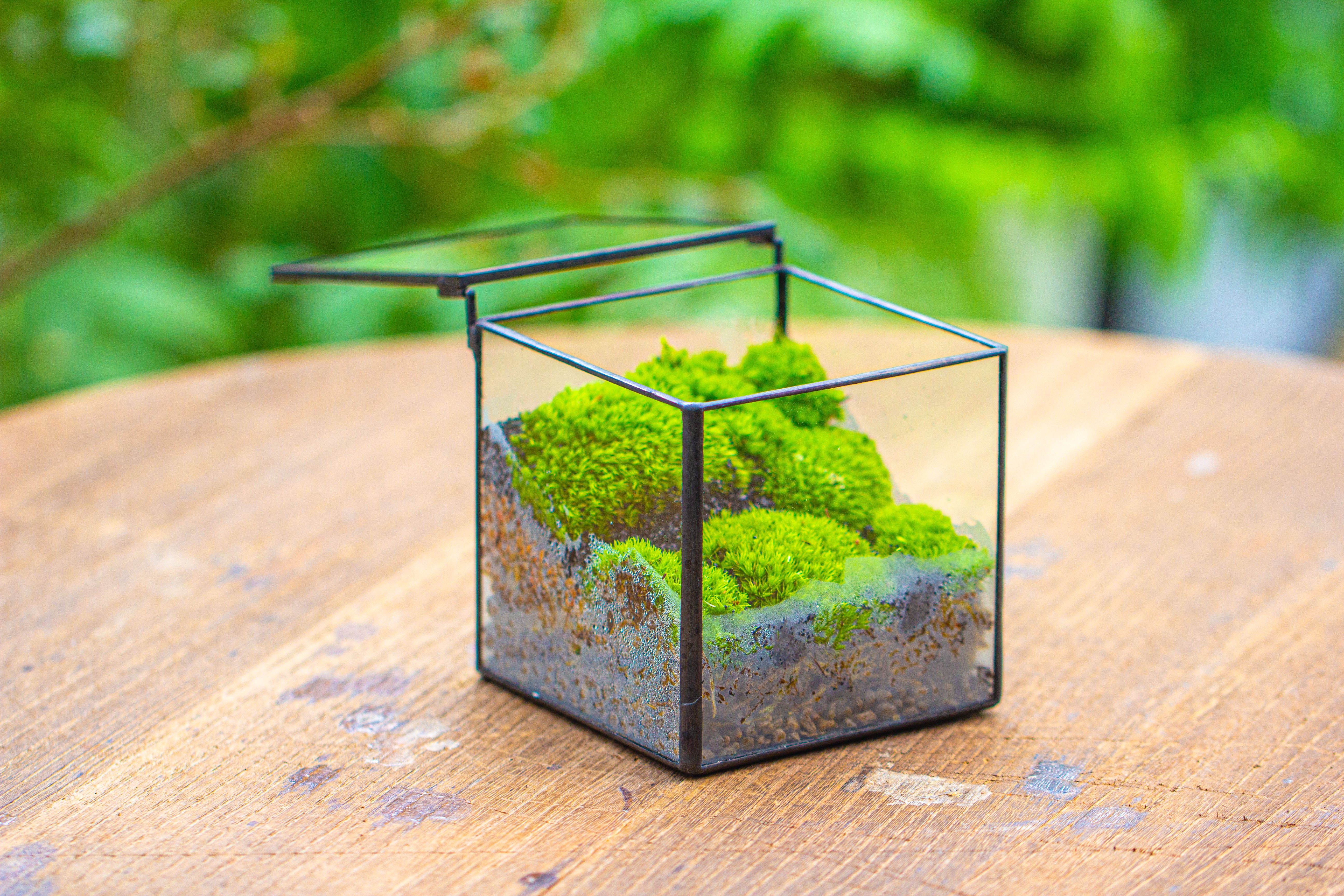 Cube Mini 4 inches Moss Geometric Glass Terrarium DIY Set - NCYPgarden
