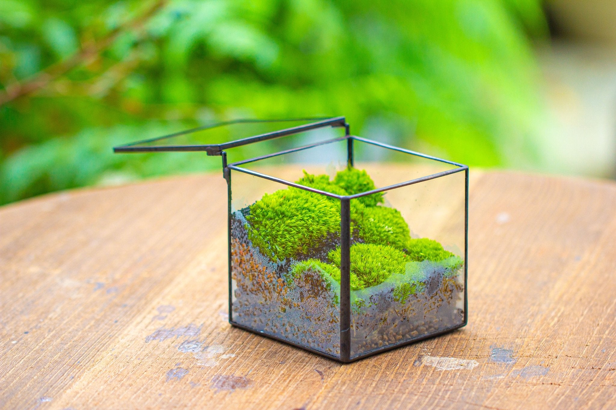 diy glass plant terrarium Cube Mini 4 inches Moss Geometric Glass Terrarium DIY Set