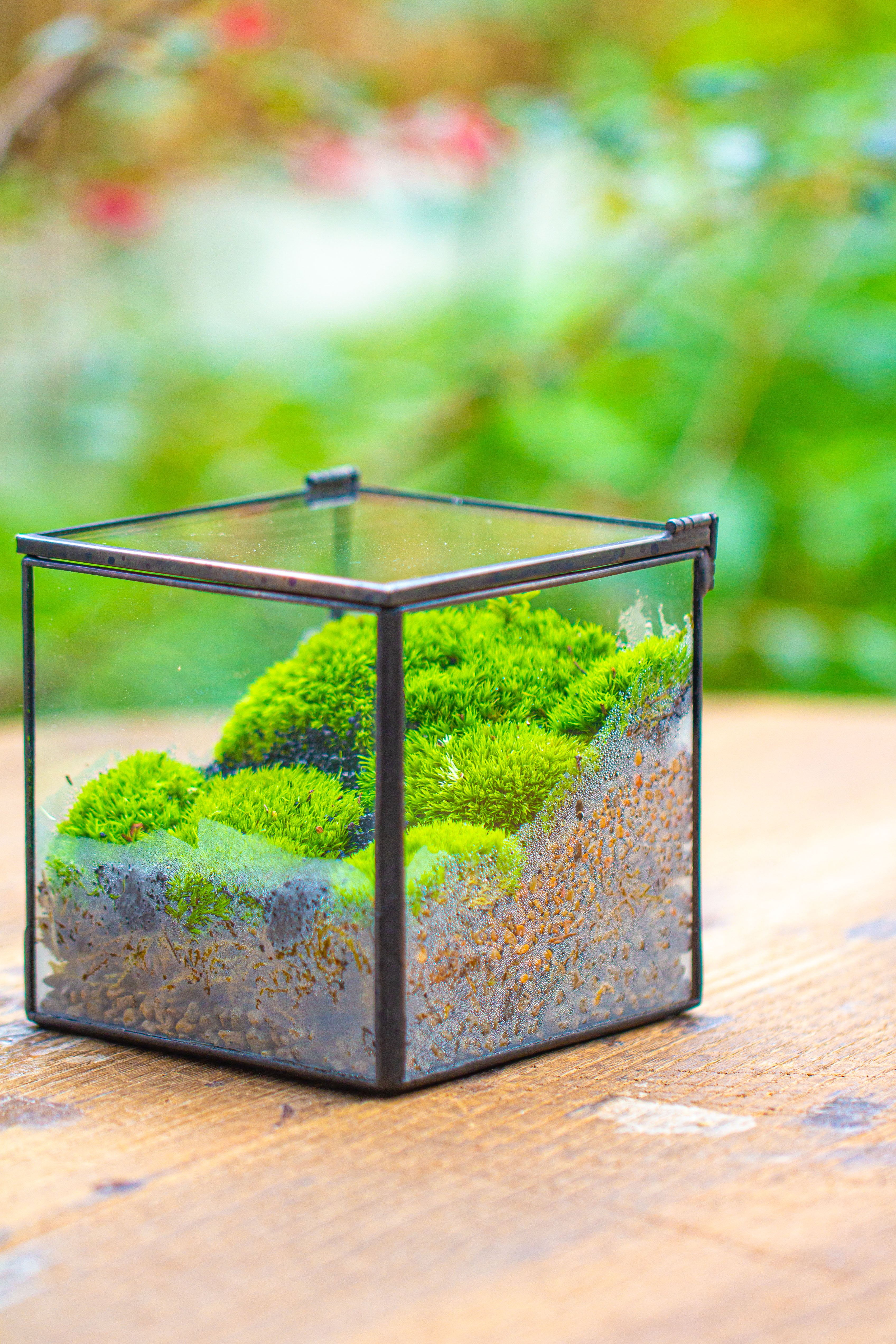 Cube Mini 4 inches Moss Geometric Glass Terrarium DIY Set - NCYPgarden