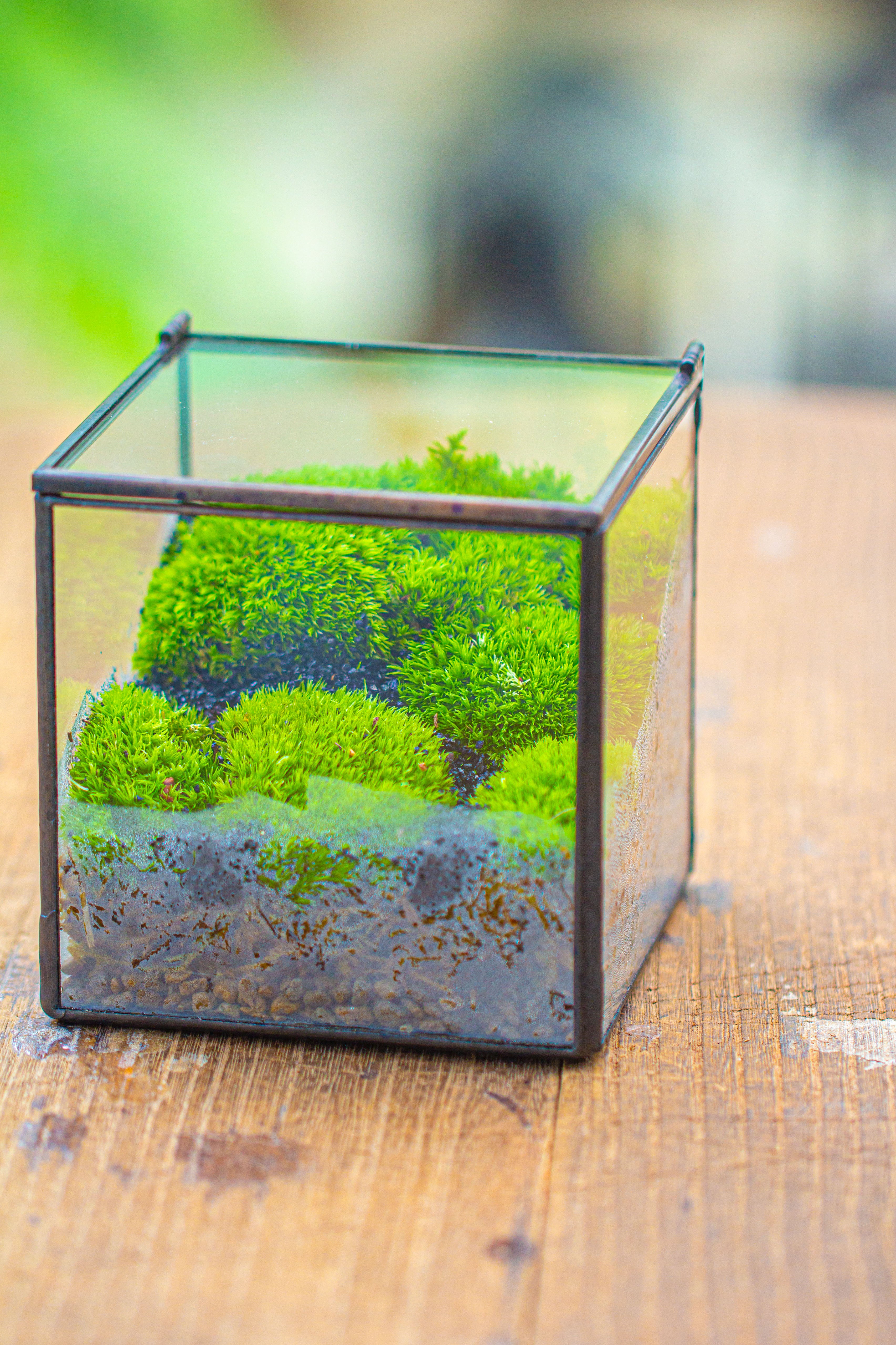 Cube Mini 4 inches Moss Geometric Glass Terrarium DIY Set - NCYPgarden