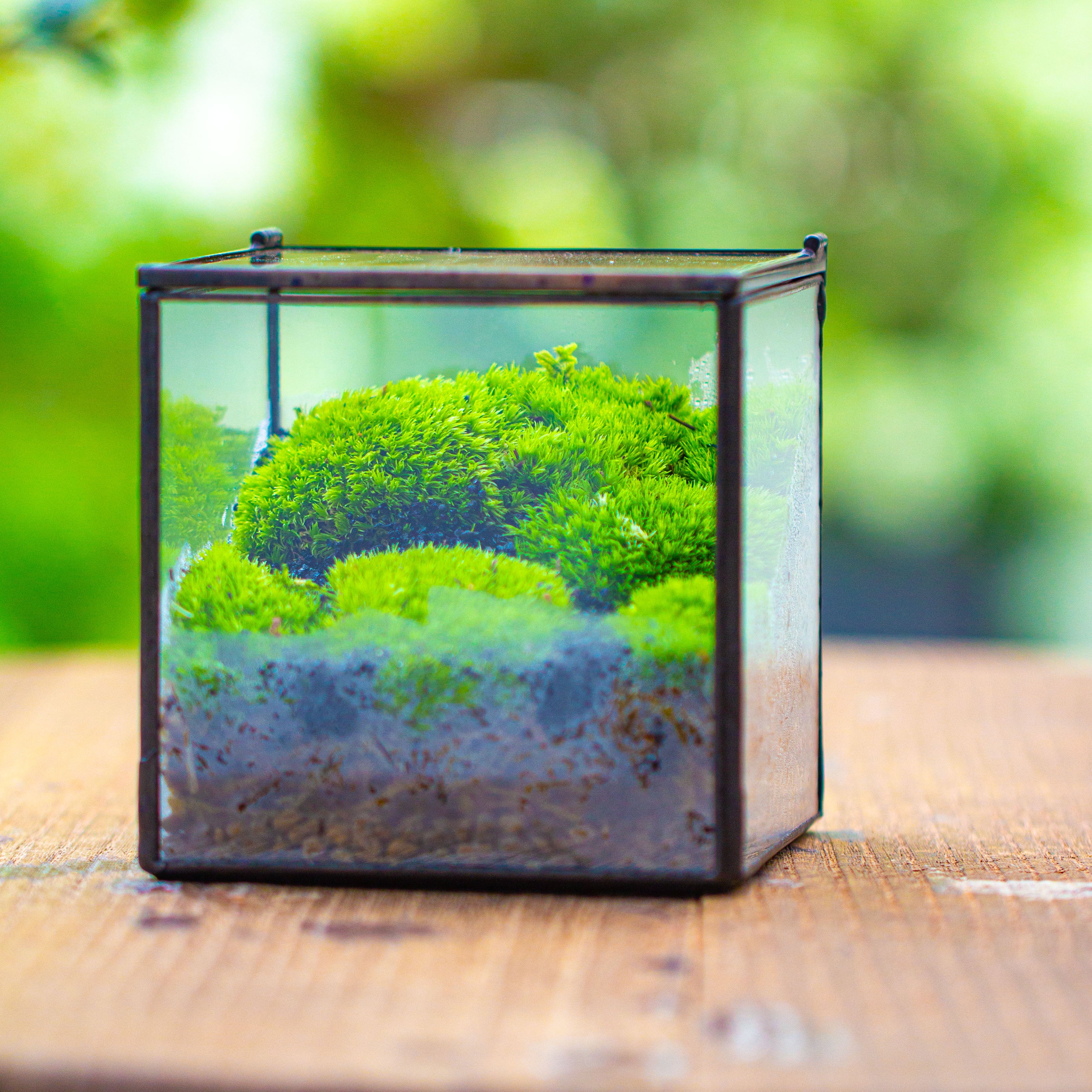 Cube Mini 4 inches Moss Geometric Glass Terrarium DIY Set - NCYPgarden