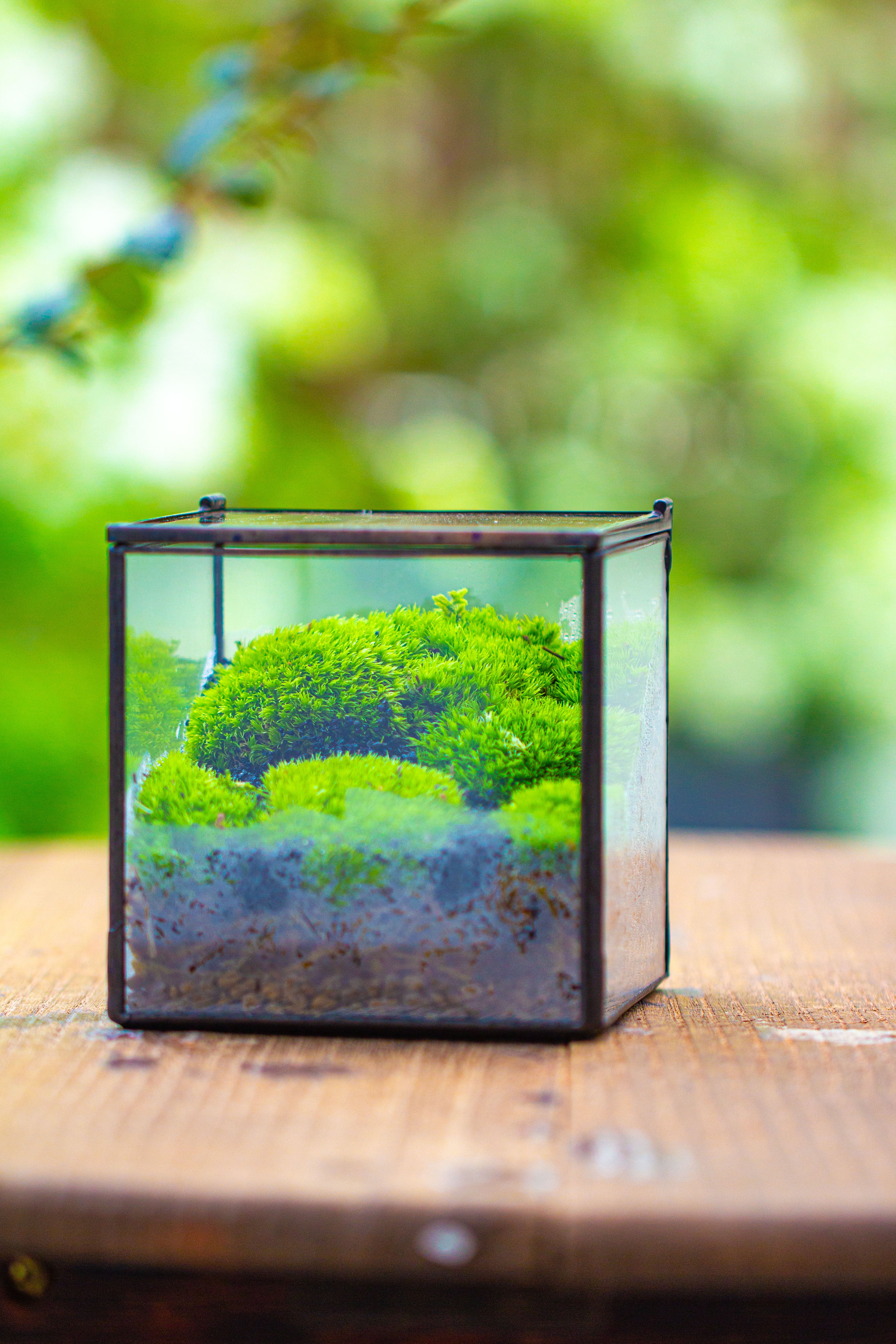 Cube Mini 4 inches Moss Geometric Glass Terrarium DIY Set - NCYPgarden