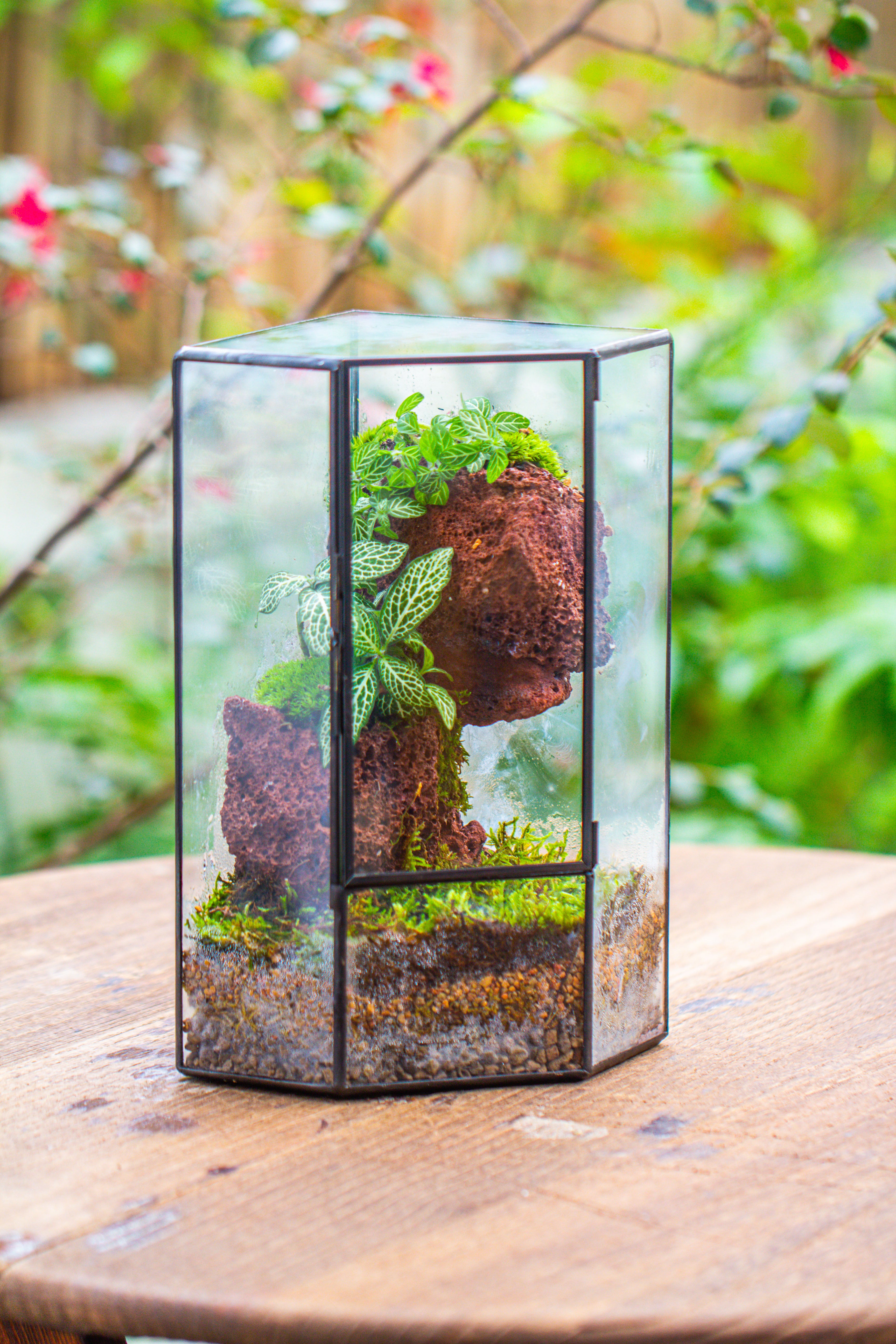 Small Version Handmade Glass Terrarium with Door for Plant, Moss Wall, Closed Geometric Tin Pentagon Planter - NCYPgarden