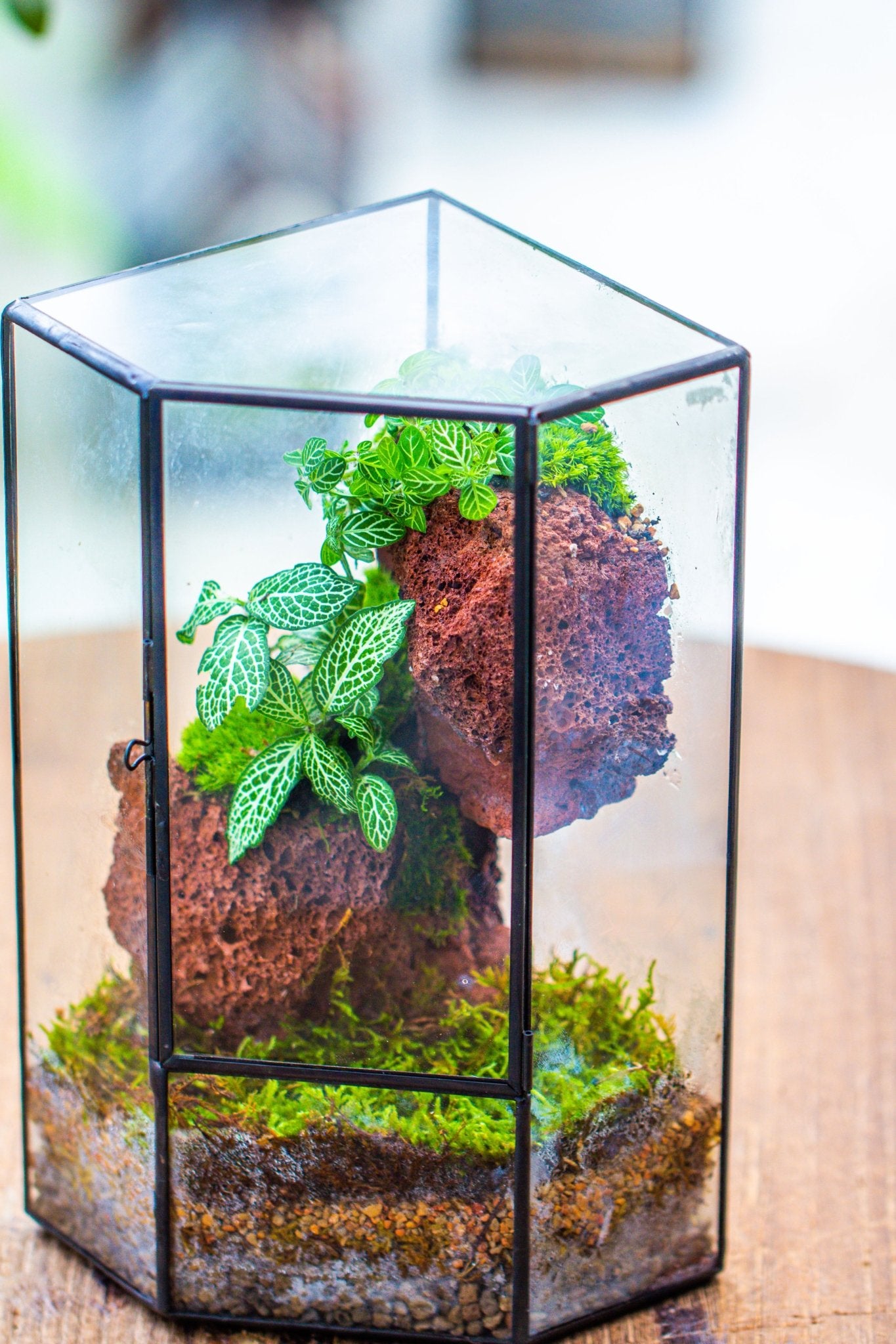 Basic Terrarium Small Version Handmade Glass Terrarium with Door for Plant, Moss Wall ...