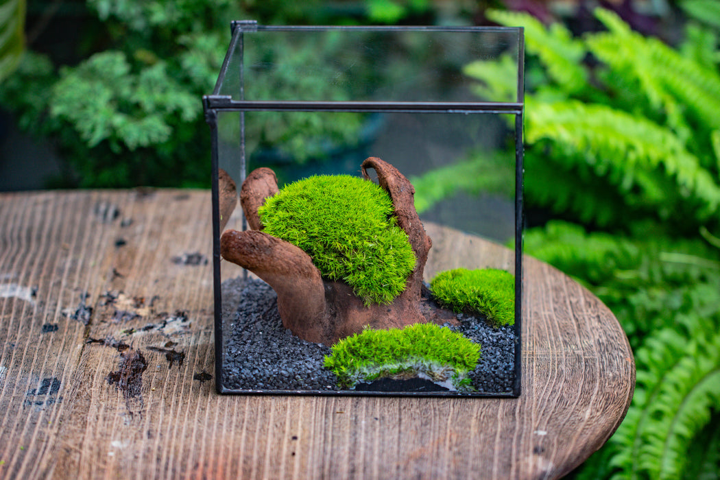 Preserved forever Leucobryum moss , natural Green 20x50cm, for DIY moss terrarium, miniature, centerpiece, micro landscape, no maintenence - NCYPgarden