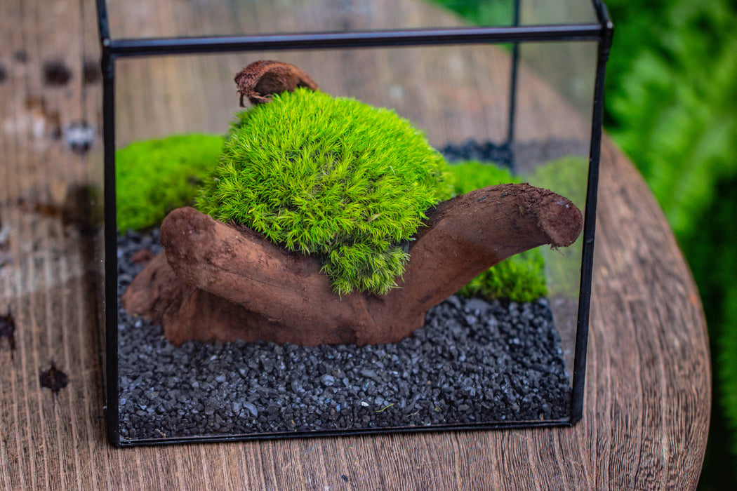 Preserved forever green moss, pole moss Green 20x50cm, for DIY