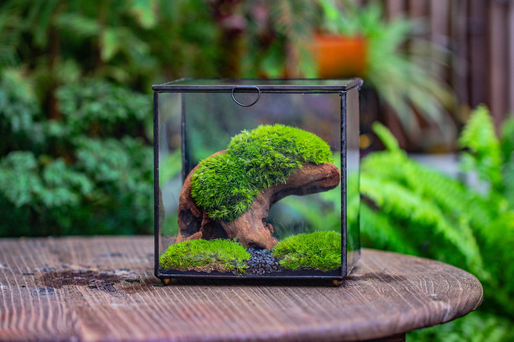 Natural driftwood for moss terrarium, miniature, micro landscape, unique  10-2, suitable for both live and preserved moss