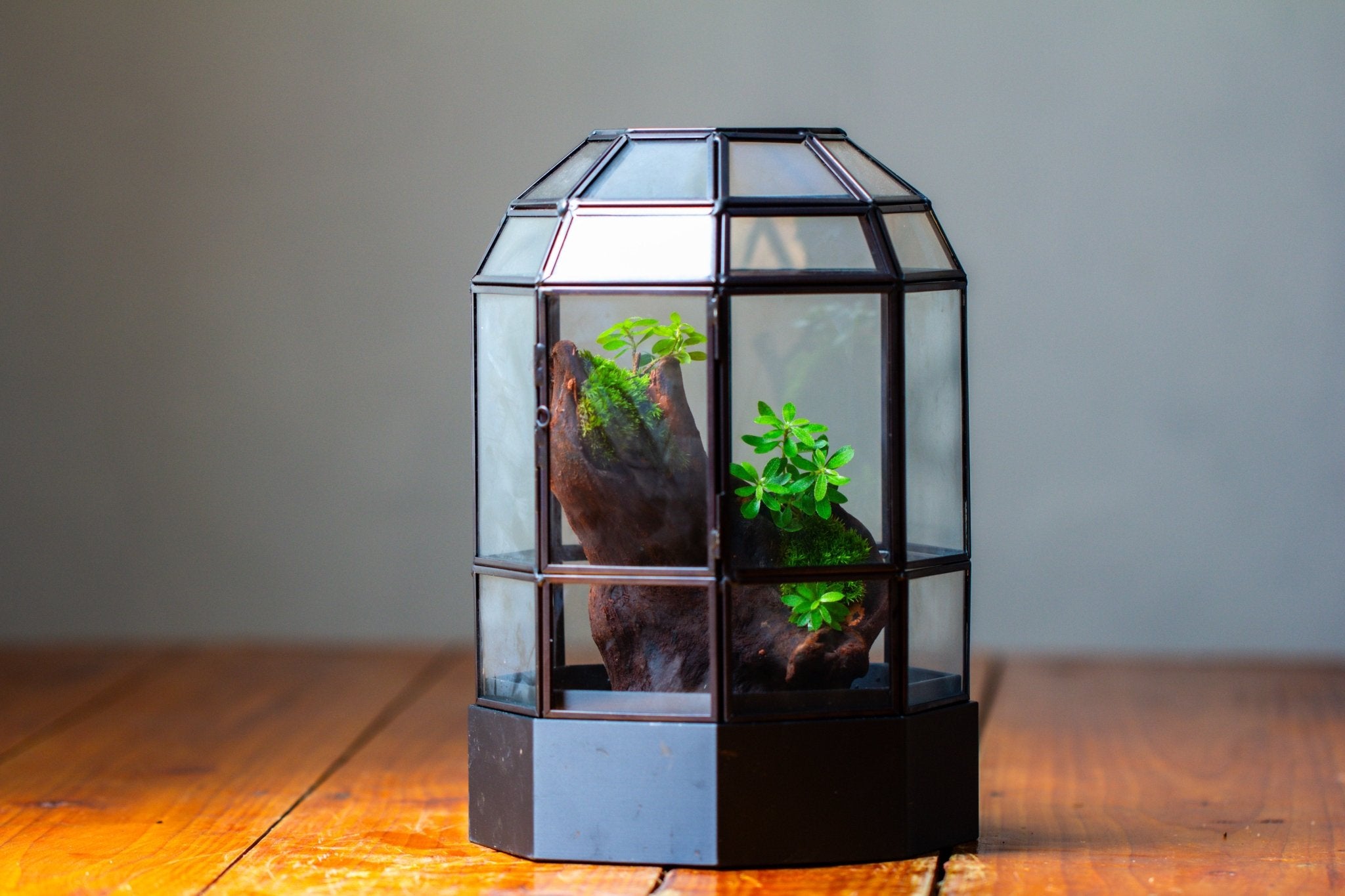 10" Tall Dome Glass Terrarium with Water-Holding Base and Door PD01V2 - NCYPgarden