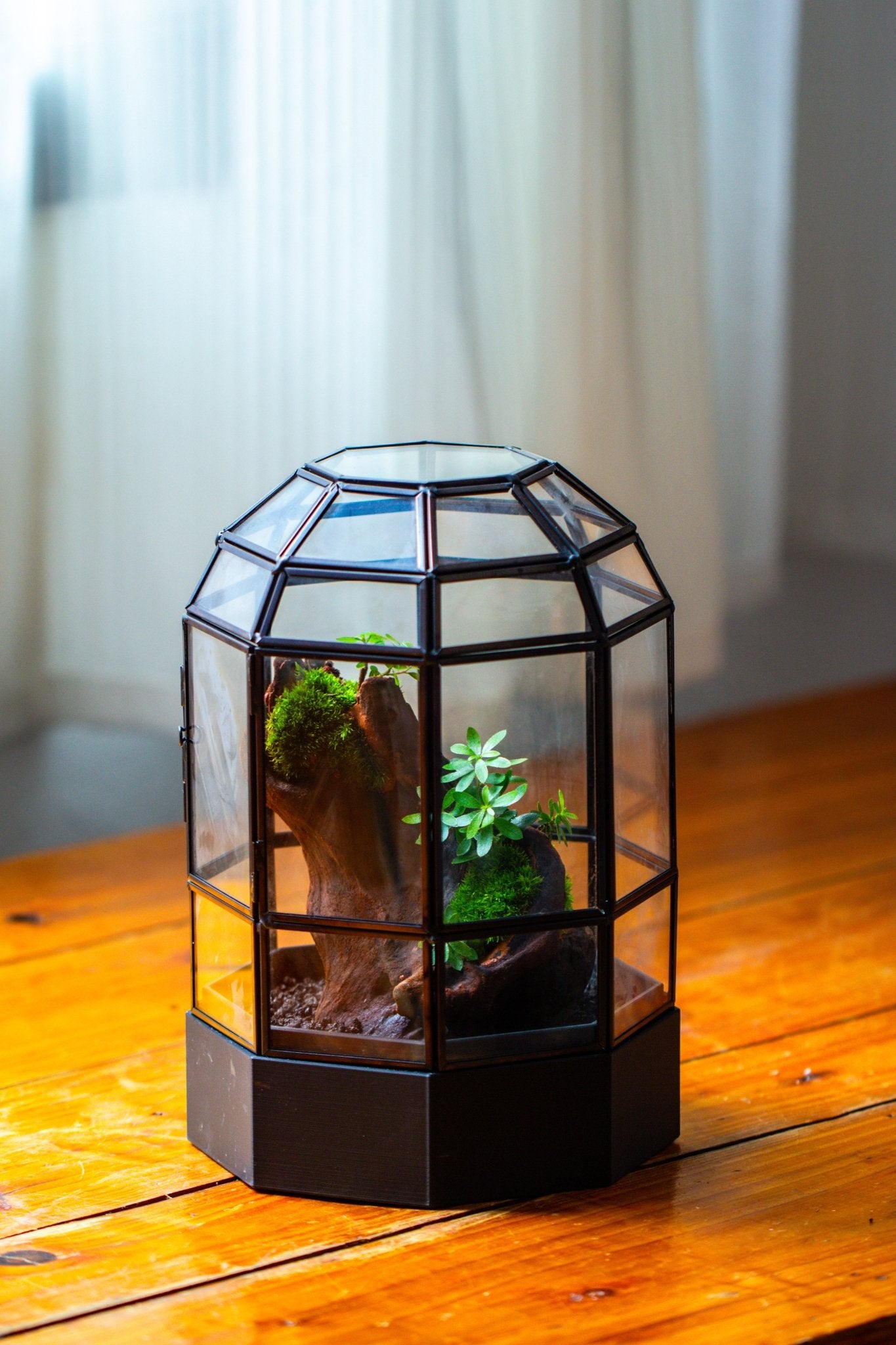 10" Tall Dome Glass Terrarium with Water-Holding Base and Door PD01V2 - NCYPgarden