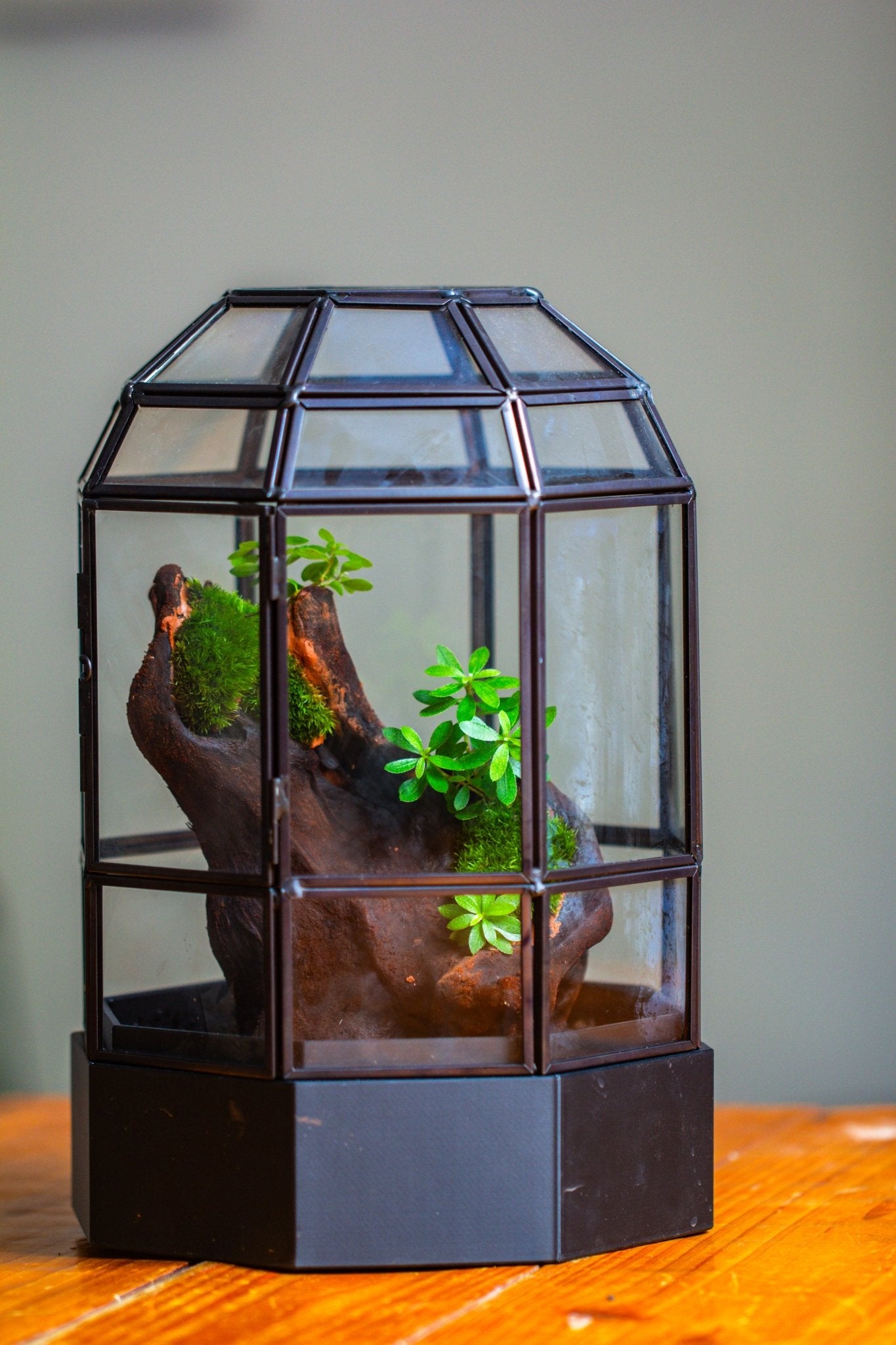 10" Tall Dome Glass Terrarium with Water-Holding Base and Door PD01V2 - NCYPgarden