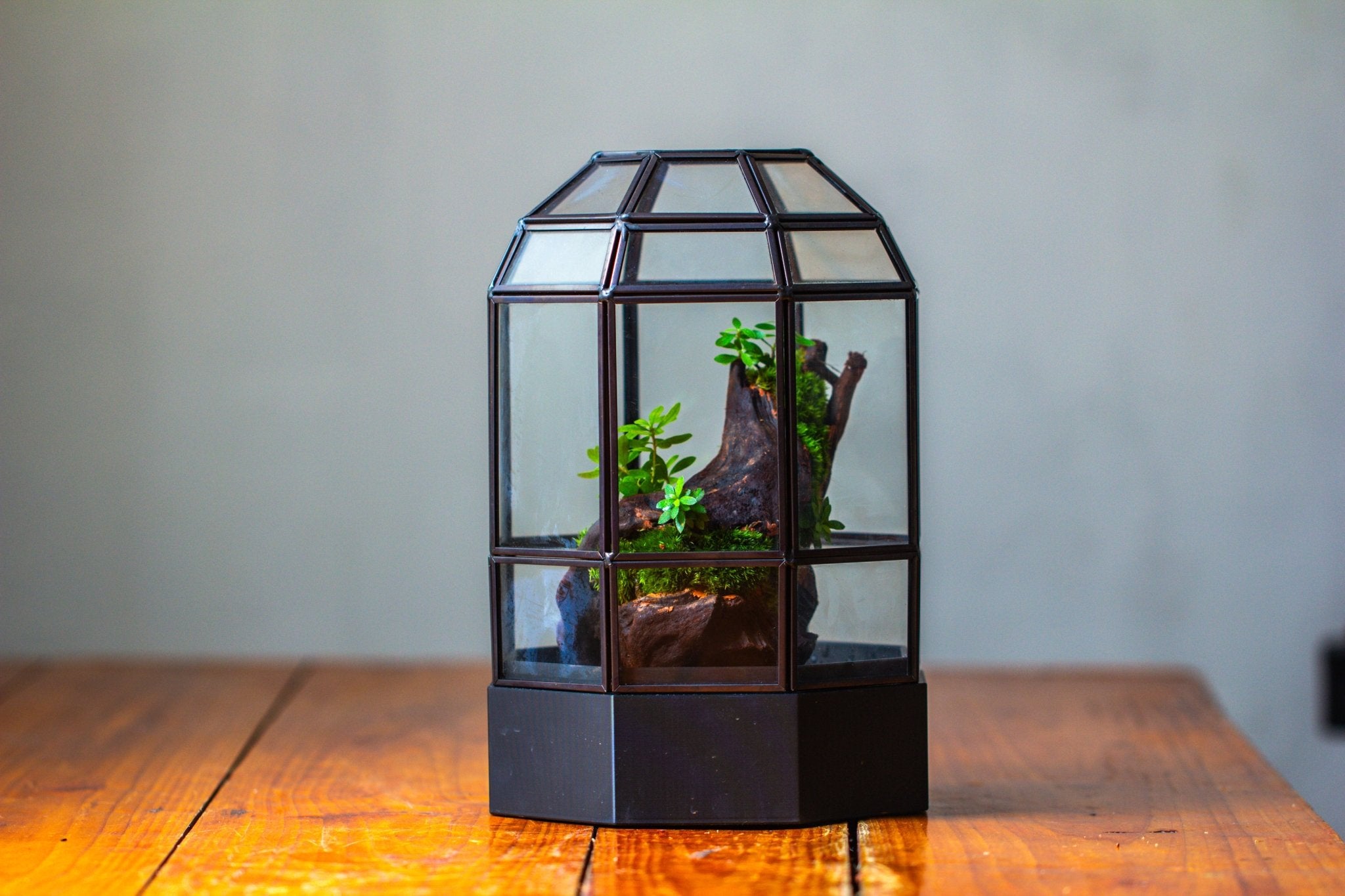 10" Tall Dome Glass Terrarium with Water-Holding Base and Door PD01V2 - NCYPgarden