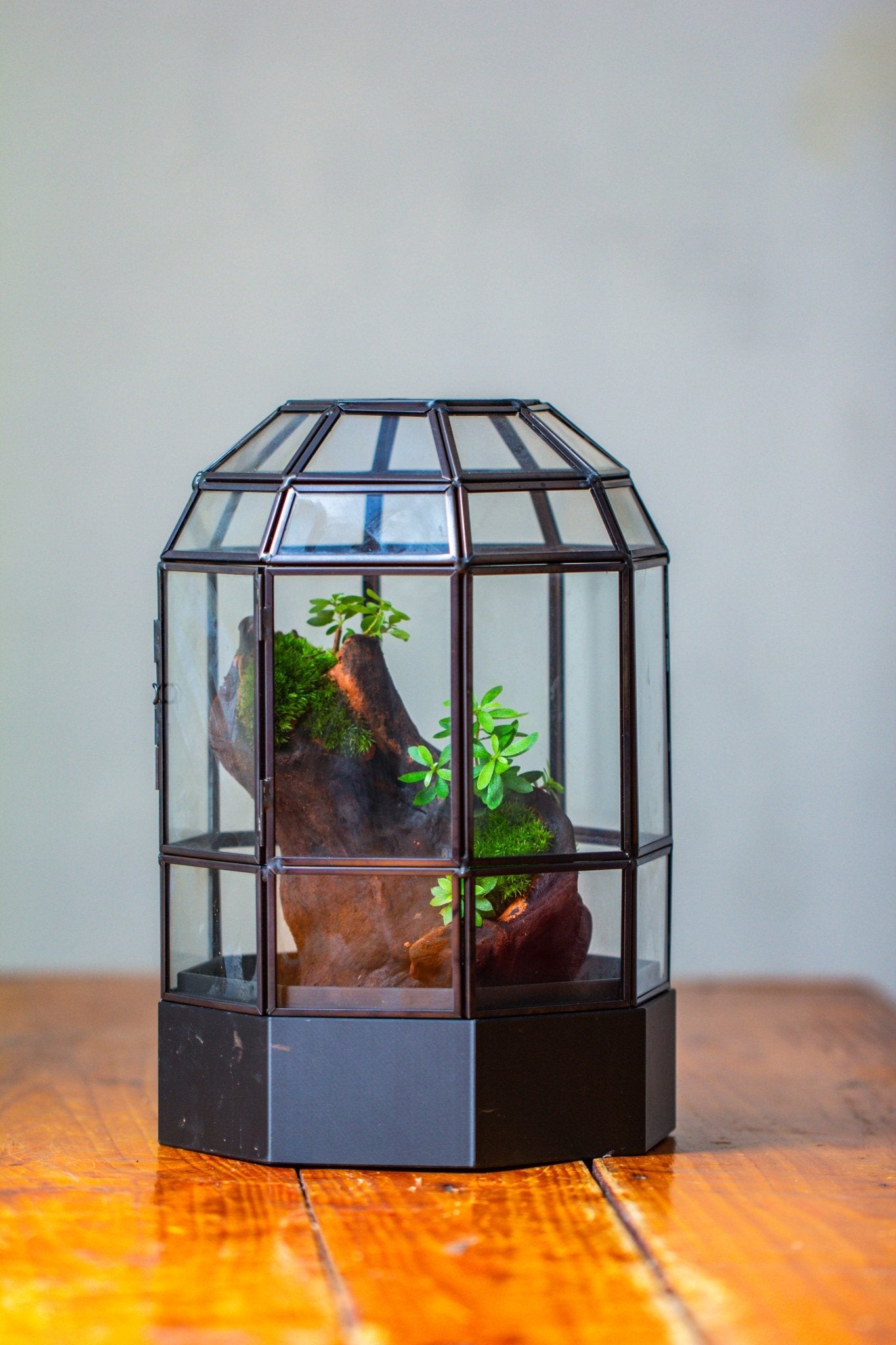 10" Tall Dome Glass Terrarium with Water-Holding Base and Door PD01V2 - NCYPgarden