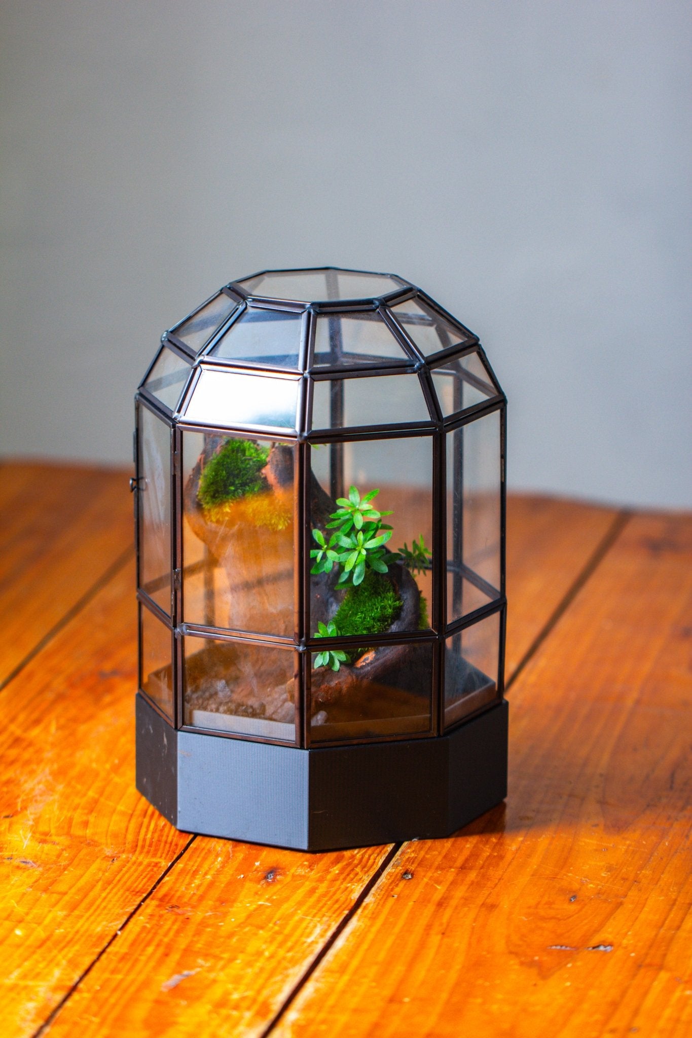 10" Tall Dome Glass Terrarium with Water-Holding Base and Door PD01V2 - NCYPgarden