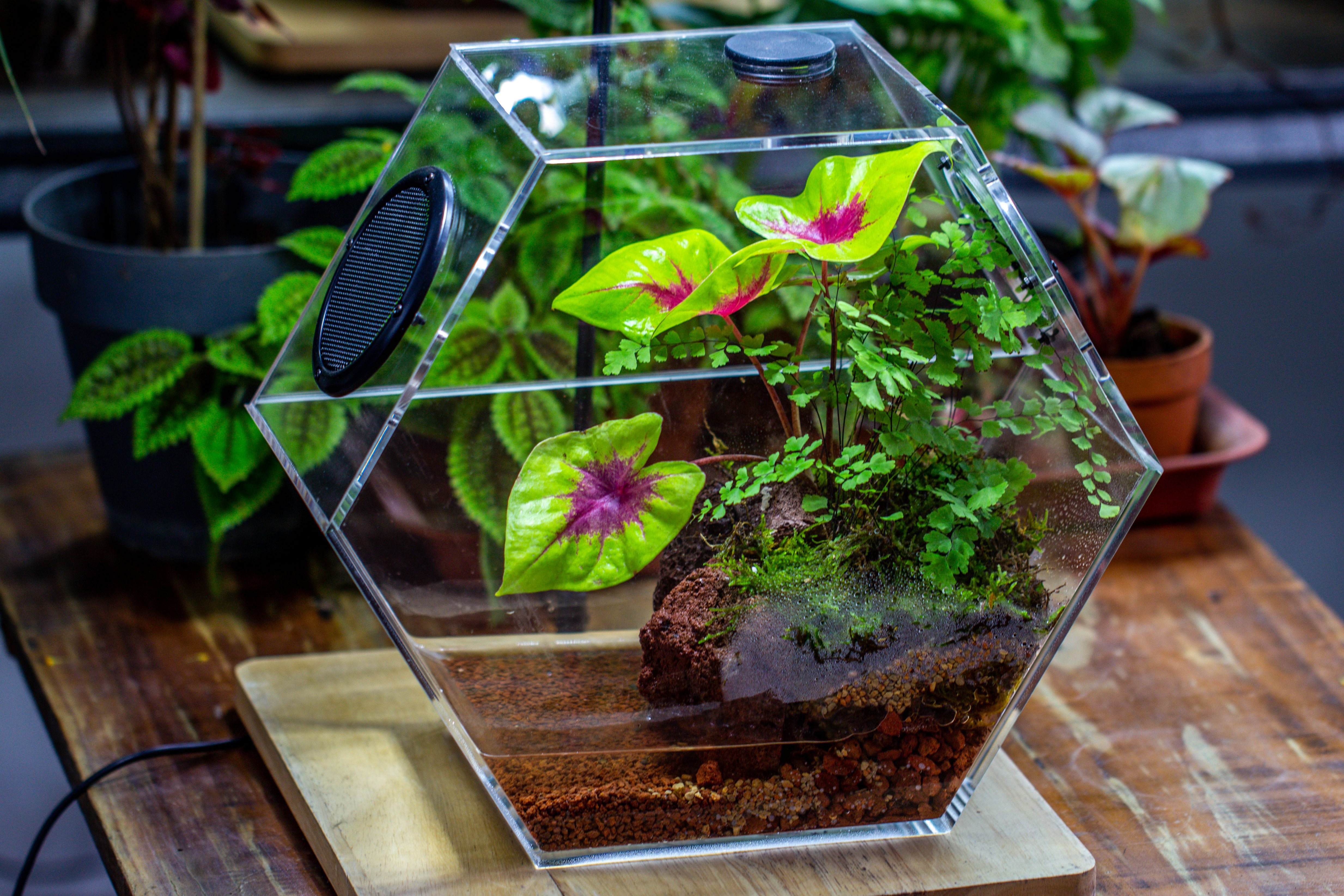 Handmade Extra Large Acrylic Hexagon Watertight Enclosure Terrarium with Mesh Vents, Feed Hole for Insects, Vivarium, Enclosure Only - NCYPgarden