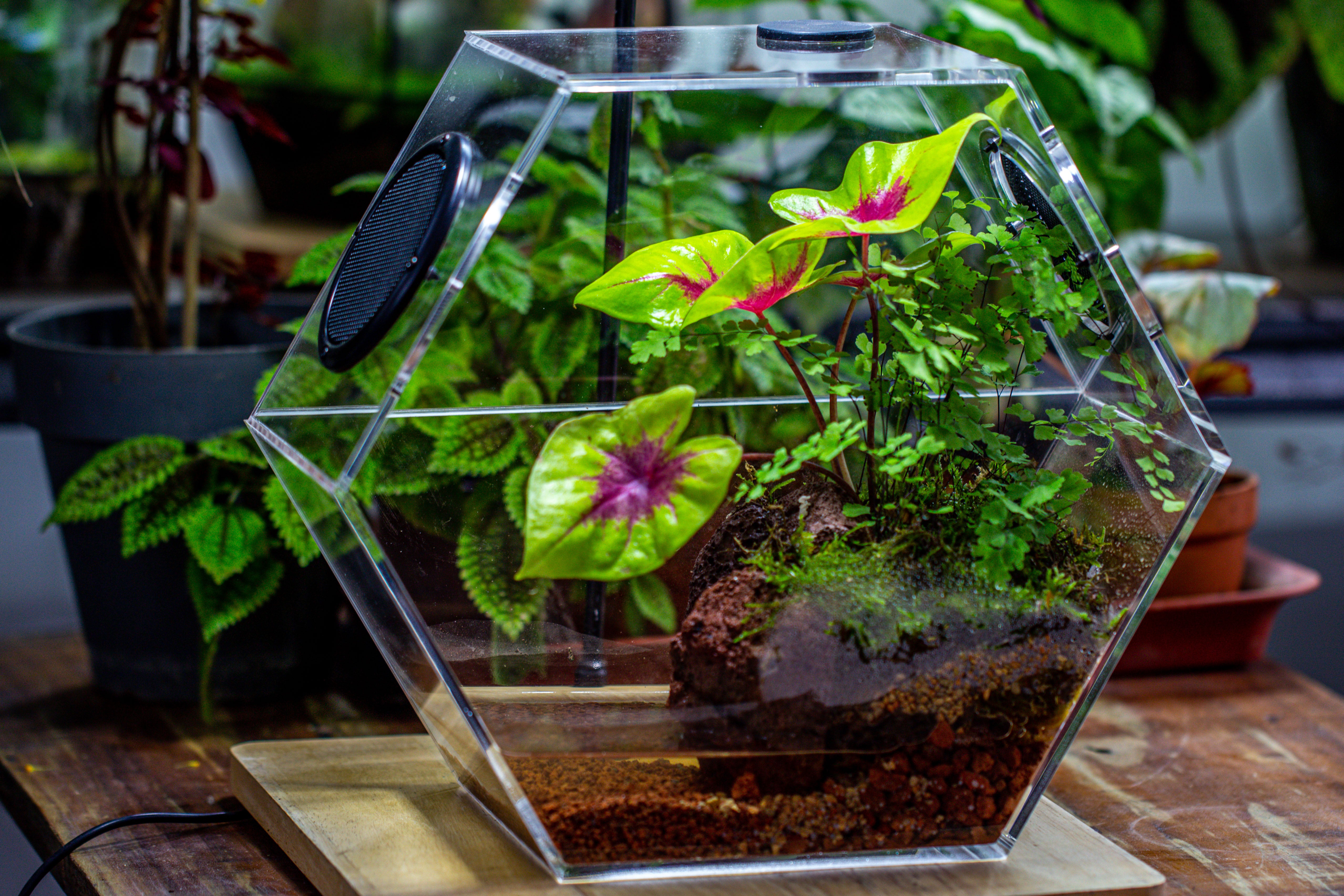 Handmade Extra Large Acrylic Hexagon Watertight Enclosure Terrarium with Mesh Vents, Feed Hole for Insects, Vivarium, Enclosure Only - NCYPgarden