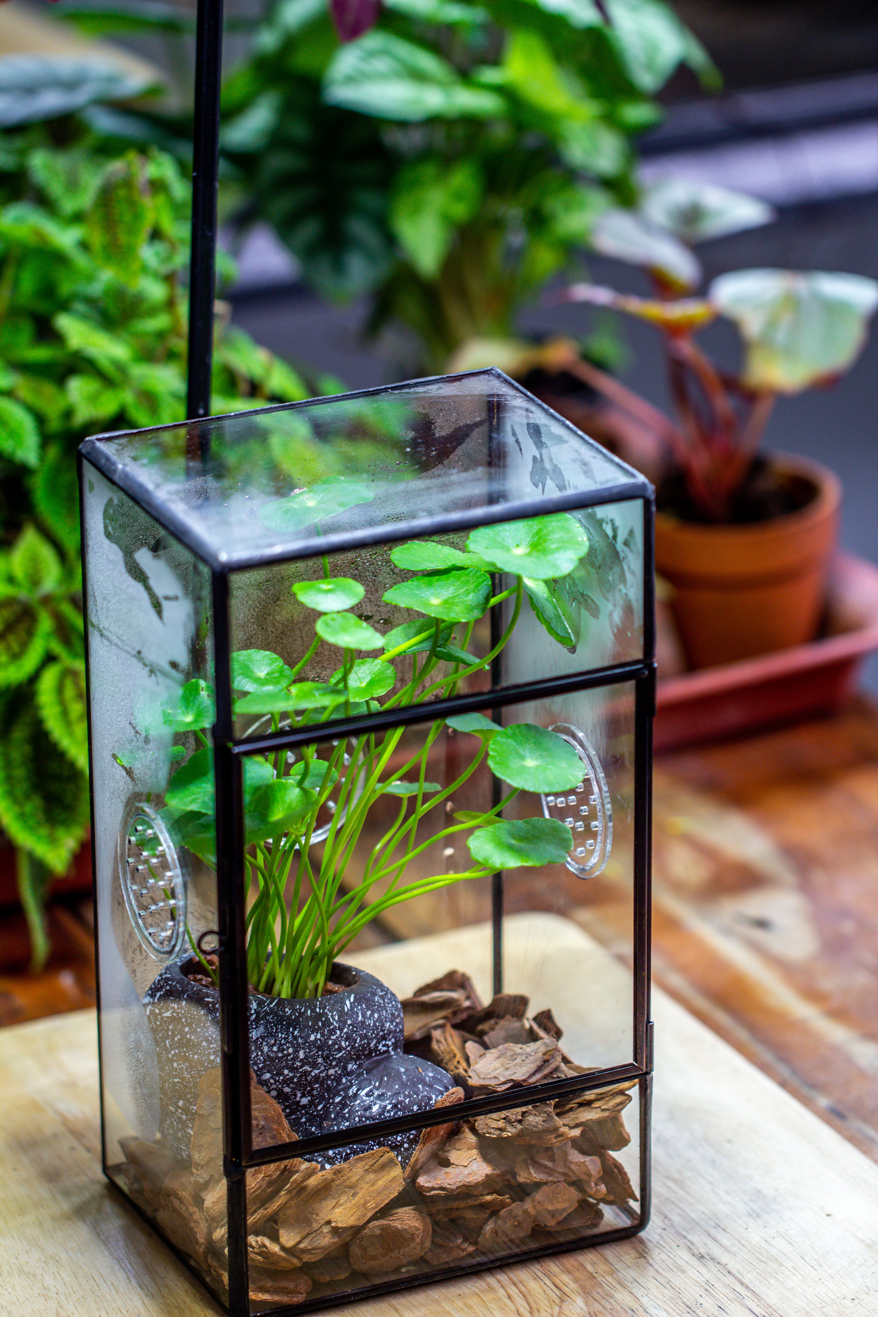 NCYP Rectangle Tin and Glass Geometric Terrarium,  with side door,  with Mesh  / vent holes for small Insects Pet - NCYPgarden
