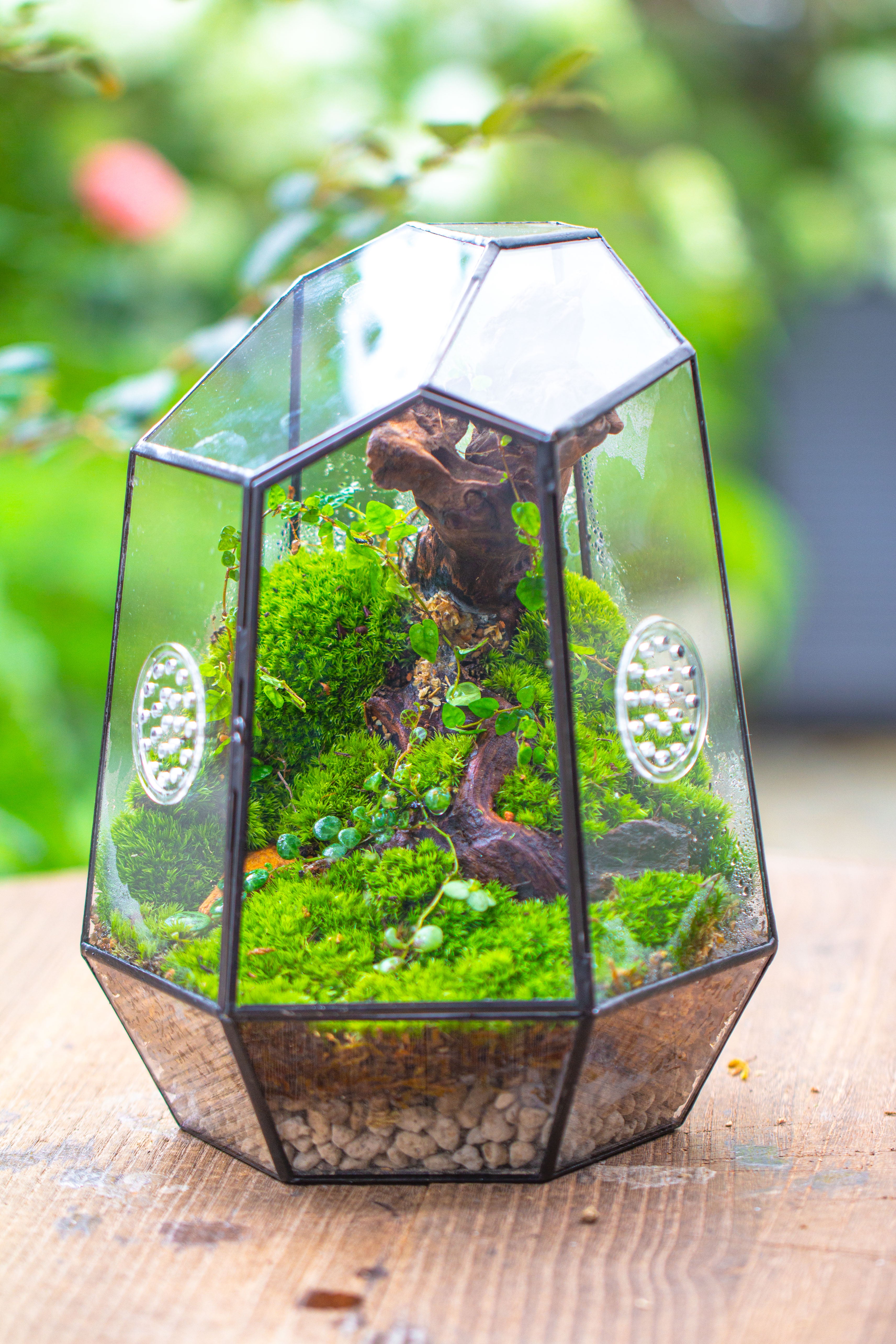 NCYP Close Geometric Tin Glass Terrarium with Door, Vent, Insect Bug Terrarium - NCYPgarden